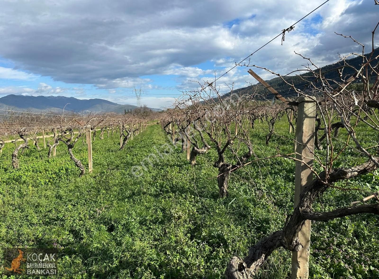Çamdibi Köyü Yoluna Cepheli 12000 M2 Üzüm Bağı Ve Zeytin Bahçesi - Görsel 25