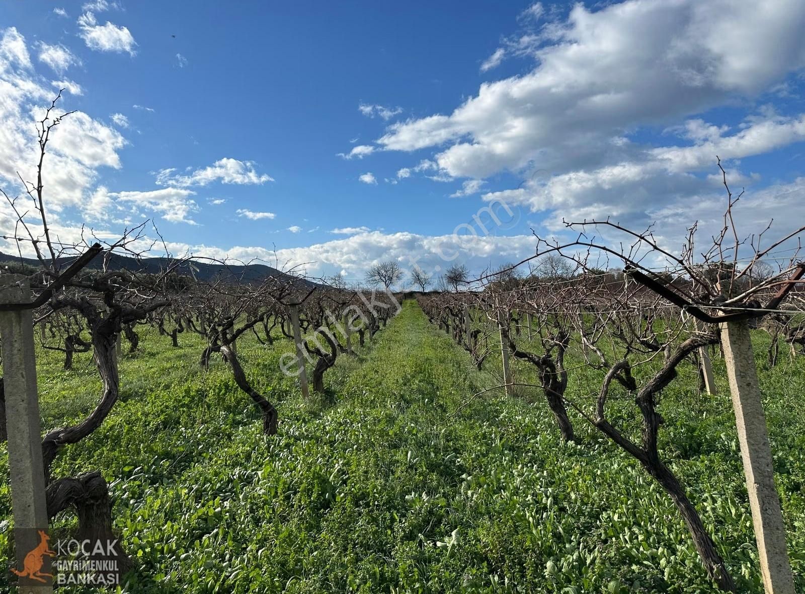Çamdibi Köyü Yoluna Cepheli 12000 M2 Üzüm Bağı Ve Zeytin Bahçesi - Görsel 6