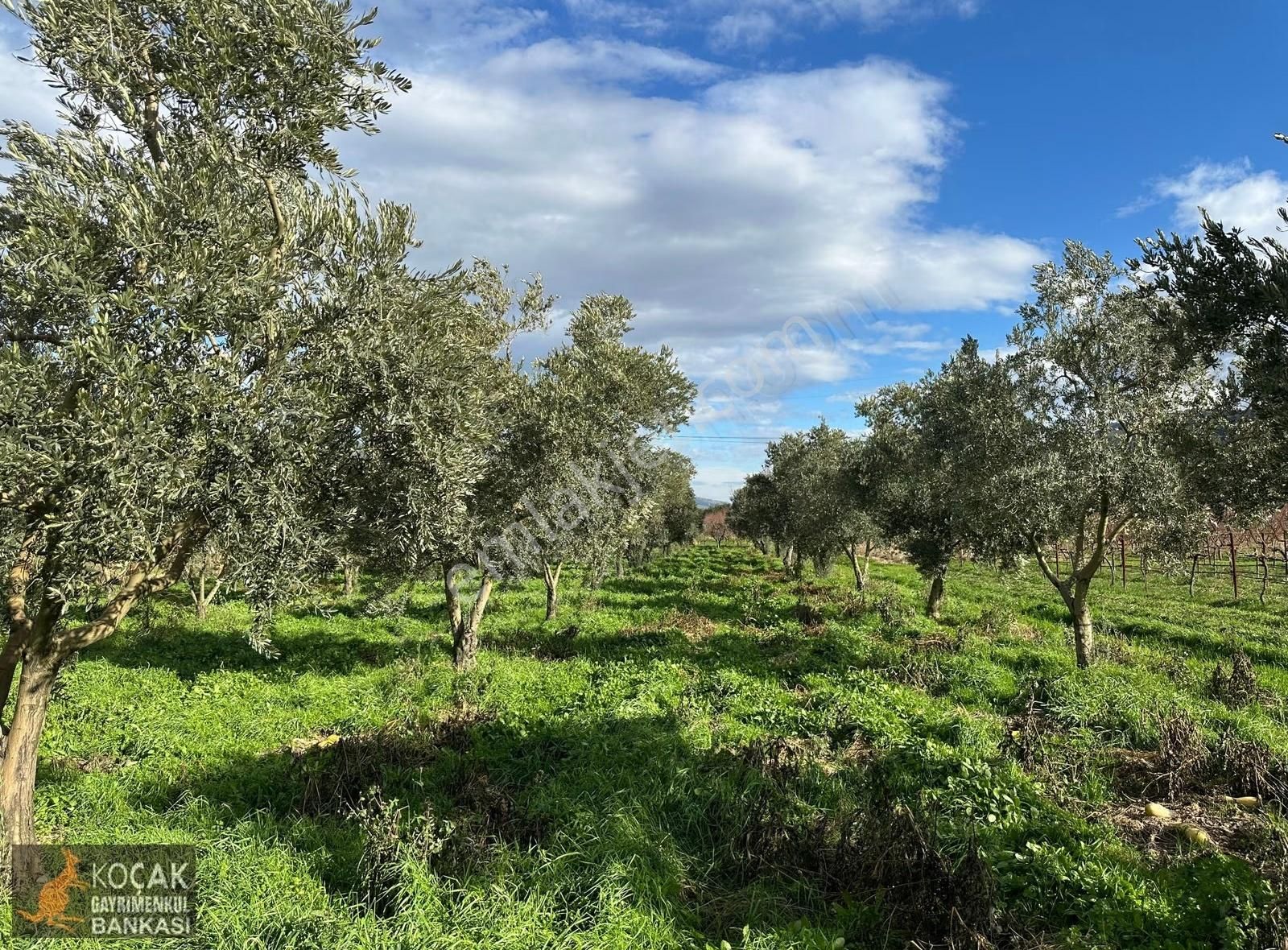 Çamdibi Köyü Yoluna Cepheli 12000 M2 Üzüm Bağı Ve Zeytin Bahçesi - Görsel 27