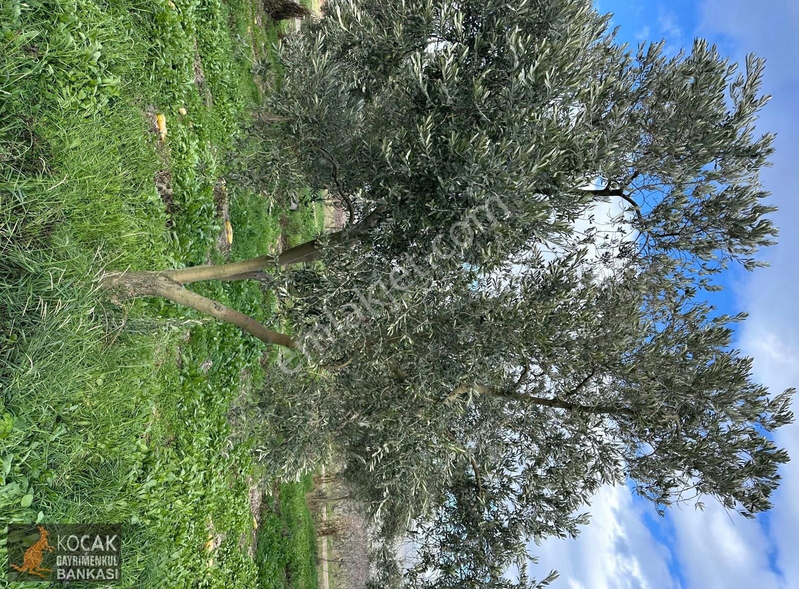 Çamdibi Köyü Yoluna Cepheli 12000 M2 Üzüm Bağı Ve Zeytin Bahçesi - Görsel 14