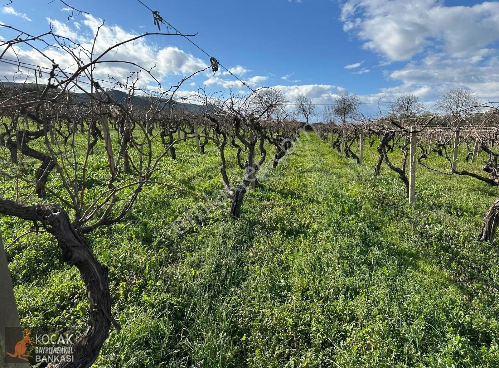 Çamdibi Köyü Yoluna Cepheli 12000 M2 Üzüm Bağı Ve Zeytin Bahçesi - Görsel 29
