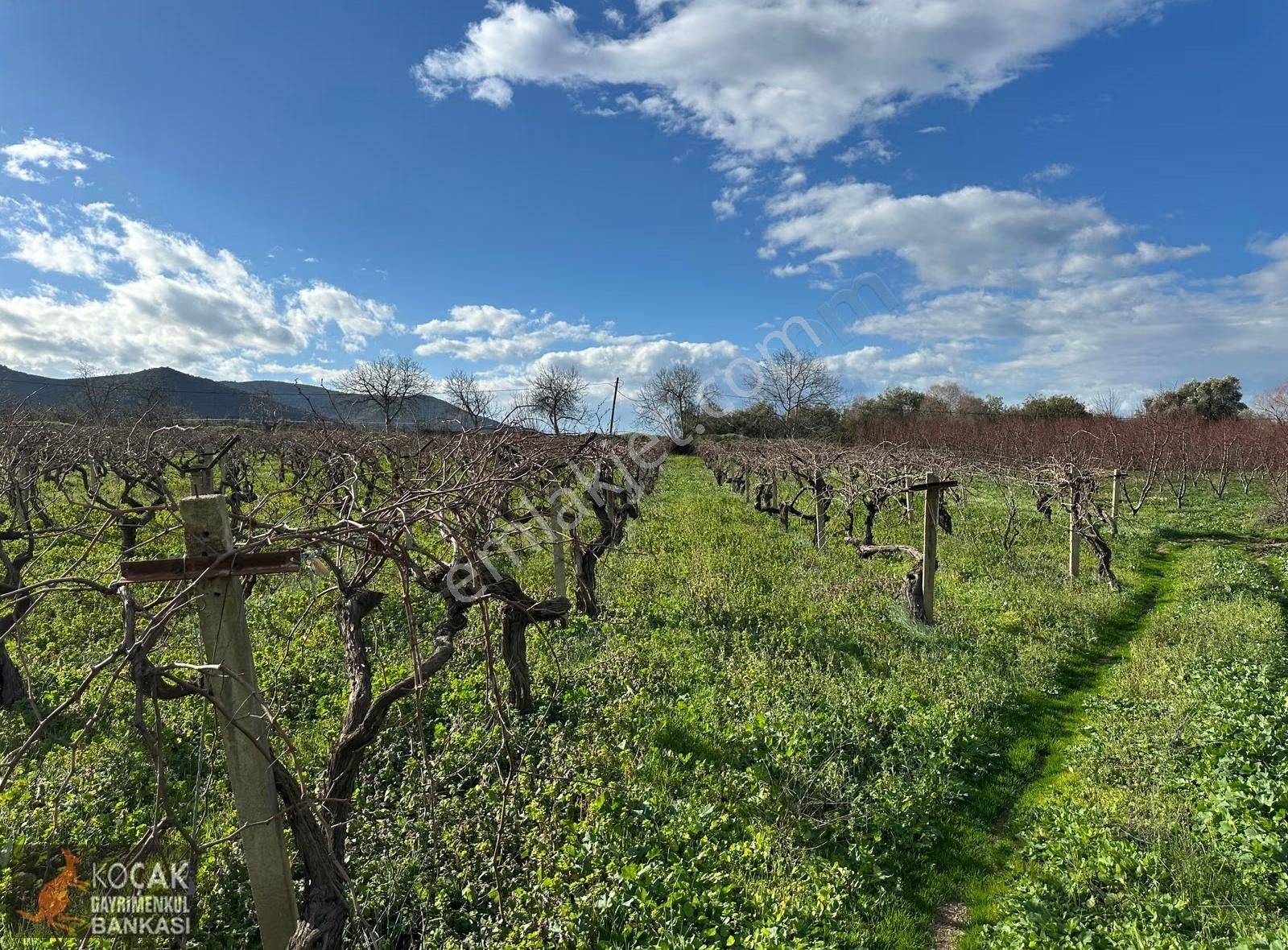 Çamdibi Köyü Yoluna Cepheli 12000 M2 Üzüm Bağı Ve Zeytin Bahçesi - Görsel 19