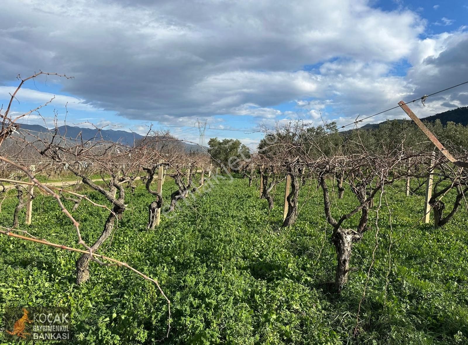 Çamdibi Köyü Yoluna Cepheli 12000 M2 Üzüm Bağı Ve Zeytin Bahçesi - Görsel 7