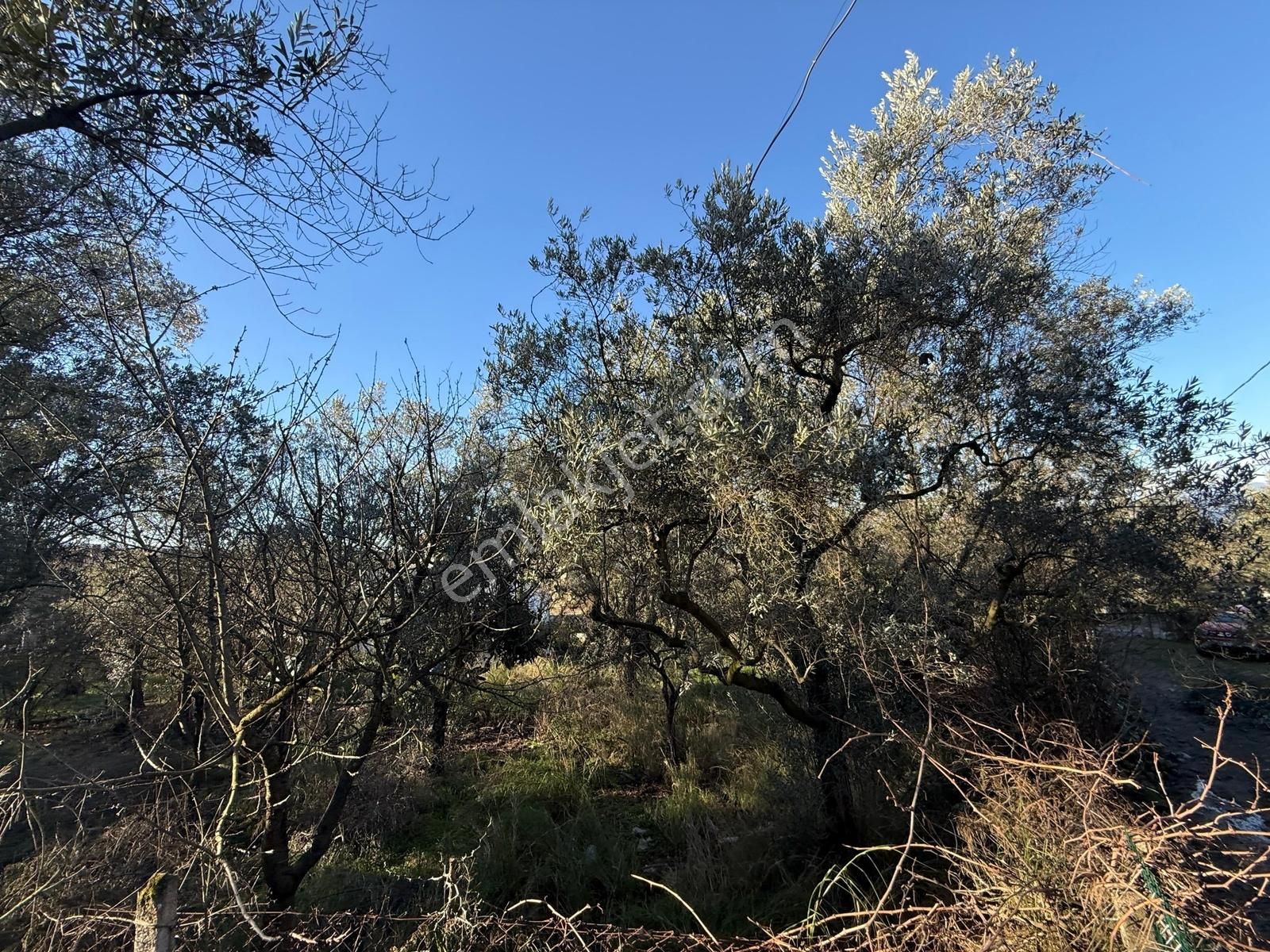 İznik Göllüce'de Göle 100 Metre Yakınlıkta 765 M2 İmarlı Arsa - Görsel 9