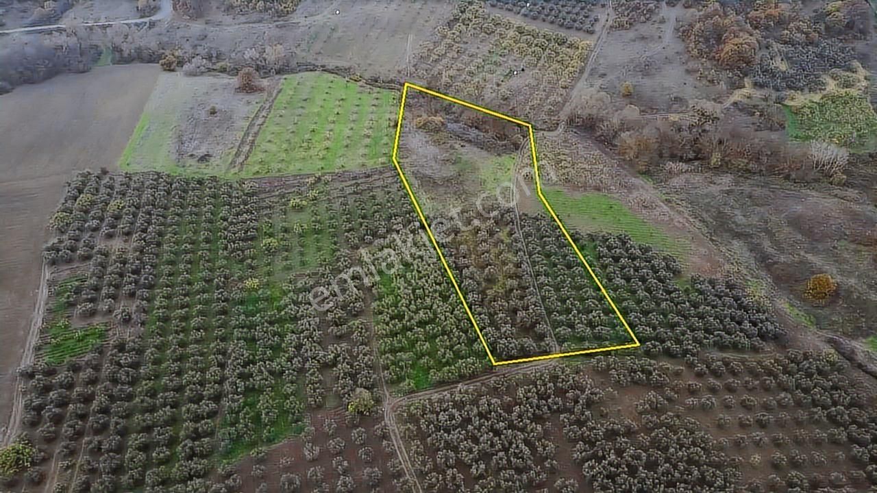 Tırpan Gayrimenkulden Köy Merkezine 200mt 10 Dönüm Arazi - Görsel 11