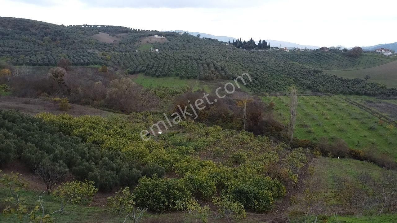 Tırpan Gayrimenkulden Köy Merkezine 200mt 10 Dönüm Arazi - Görsel 32