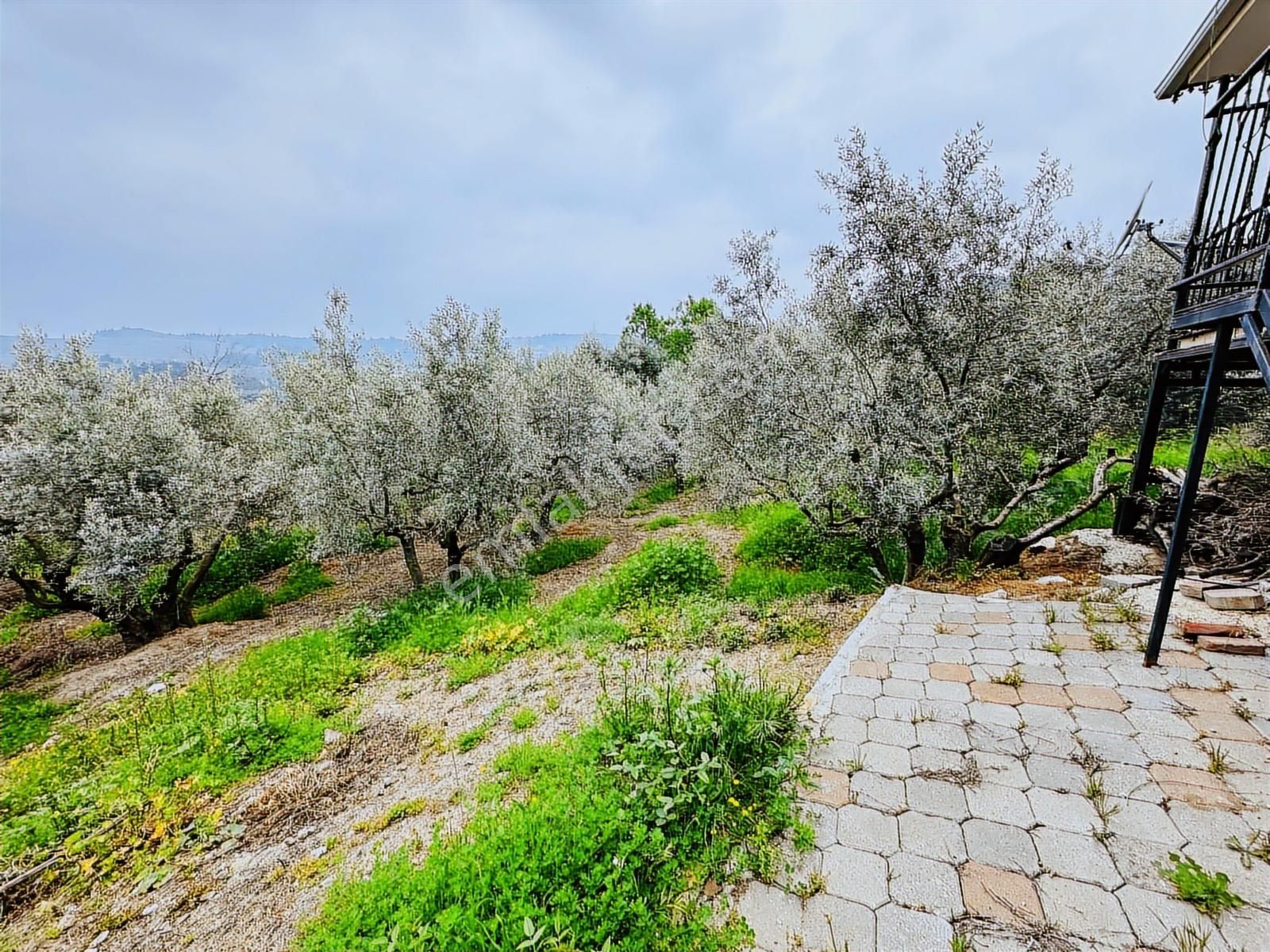 Tırpan Gayrimenkulden Asfalta Cephe 1250m2 Kaçırılmıyacak Fırsat - Görsel 22