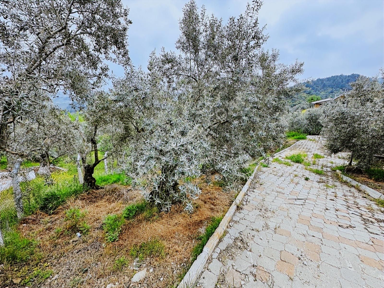 Tırpan Gayrimenkulden Asfalta Cephe 1250m2 Kaçırılmıyacak Fırsat - Görsel 20