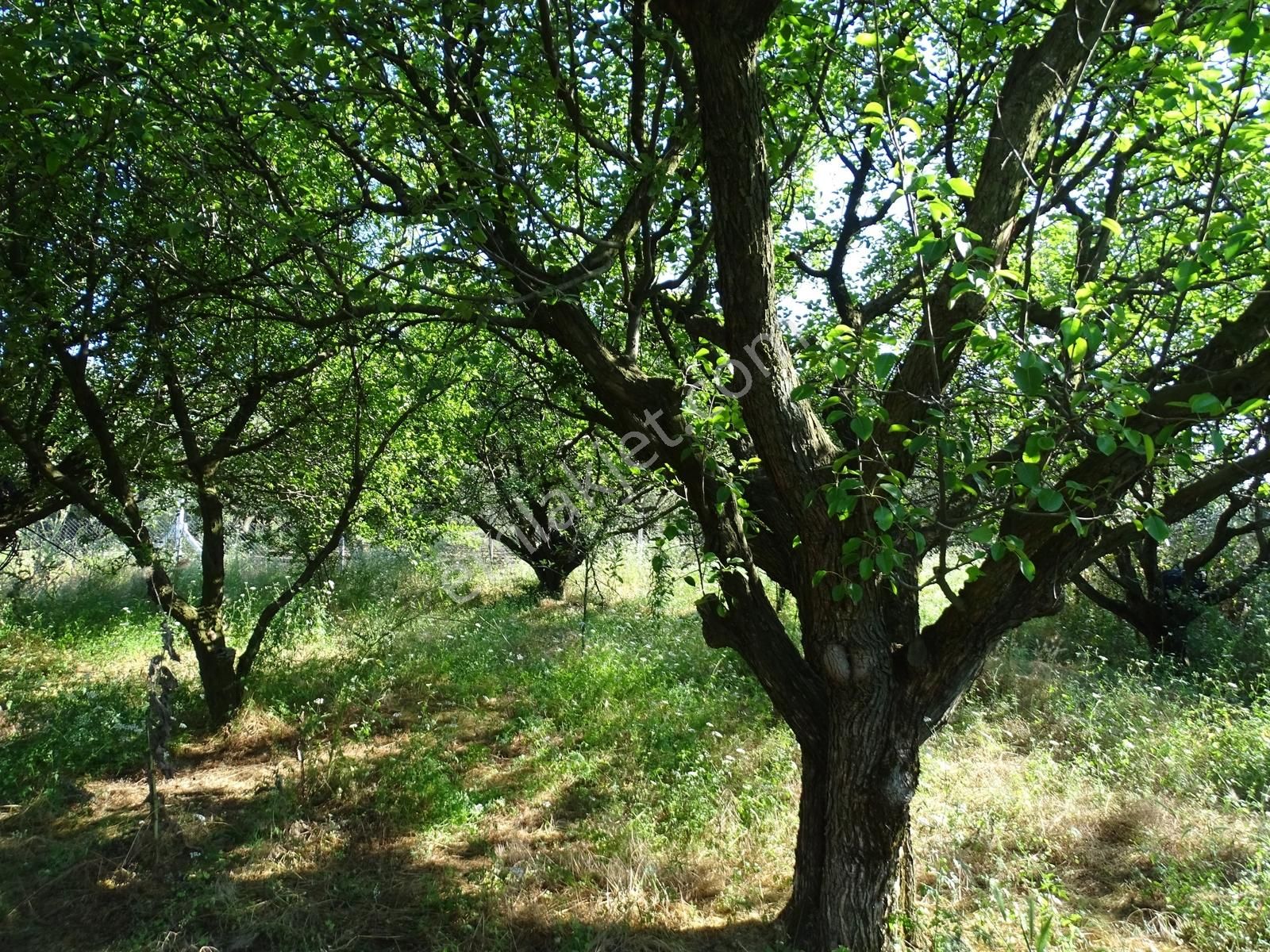 Ören 75.yıl Cumhuriyet'de 827mt2 Ana Yola Yakın Satılık Bahçe - Görsel 11