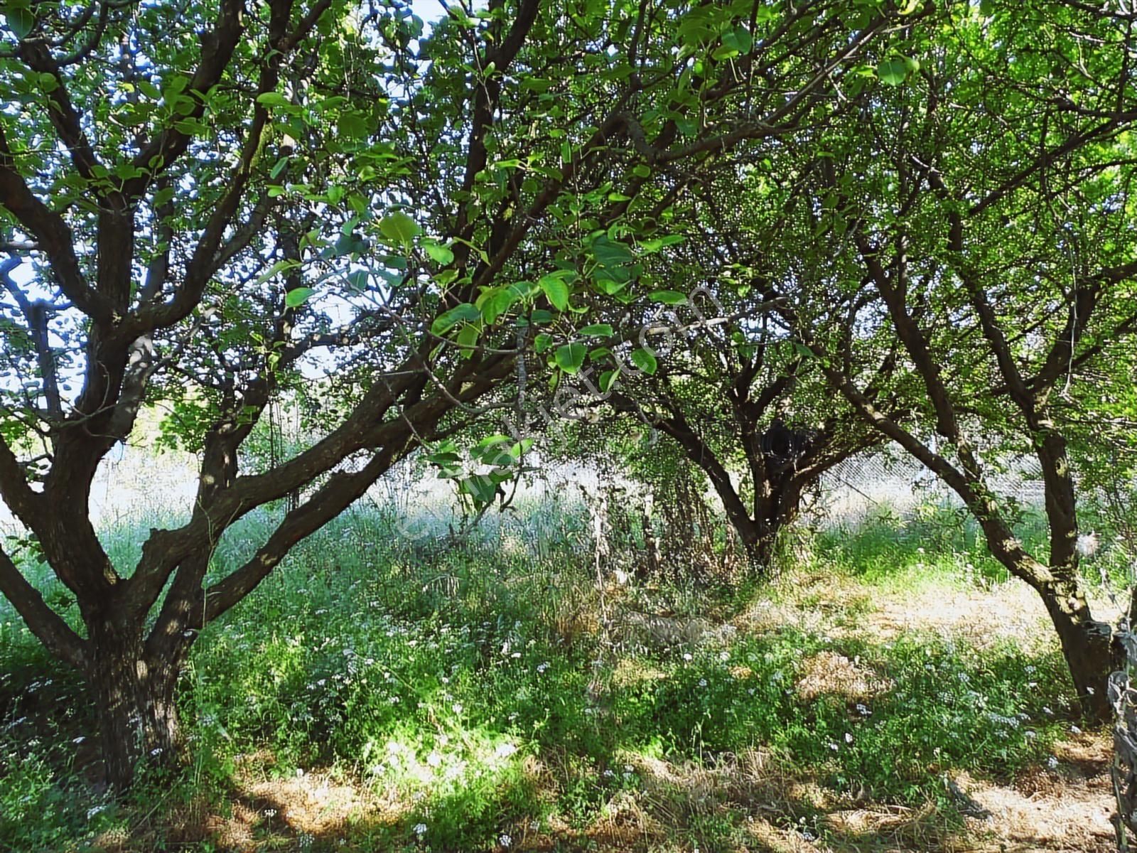 Ören 75.yıl Cumhuriyet'de 827mt2 Ana Yola Yakın Satılık Bahçe - Görsel 2