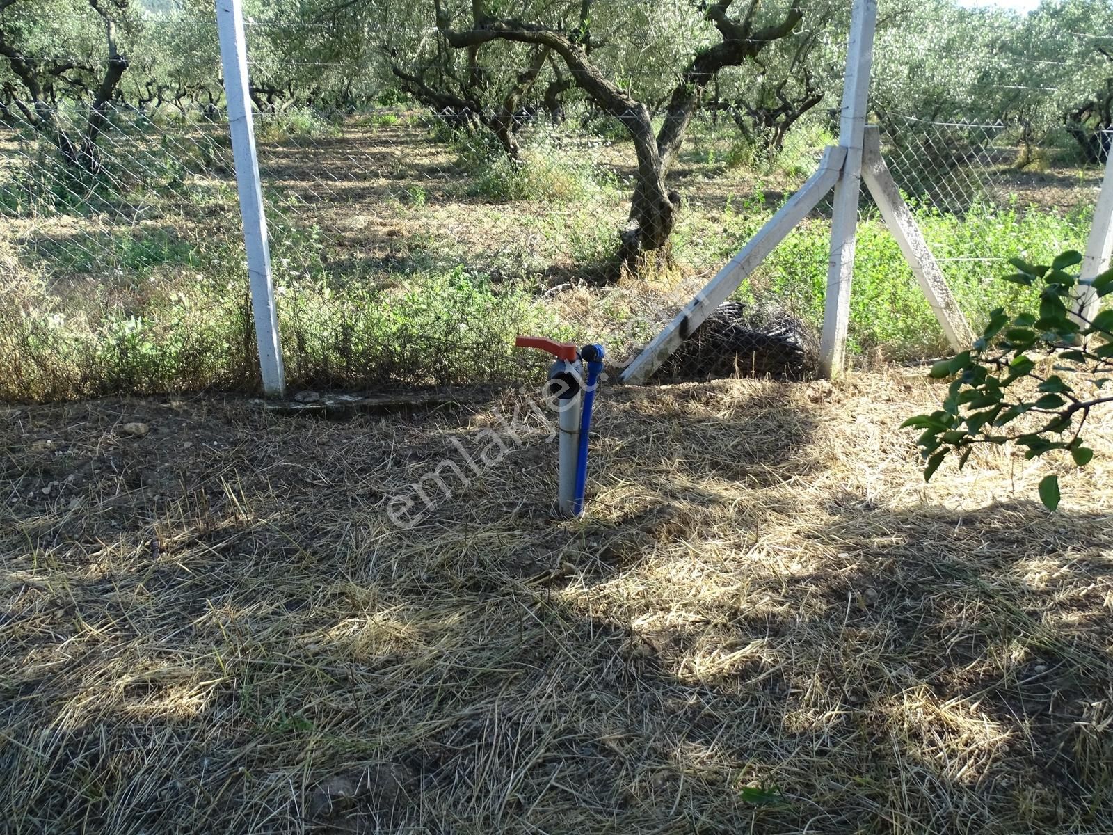 Ören 75.yıl Cumhuriyet'de 827mt2 Ana Yola Yakın Satılık Bahçe - Görsel 34