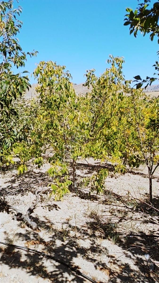 Ulukışla Porsukta Ana Yola Çok Yakın 100m Mesafe - Görsel 8