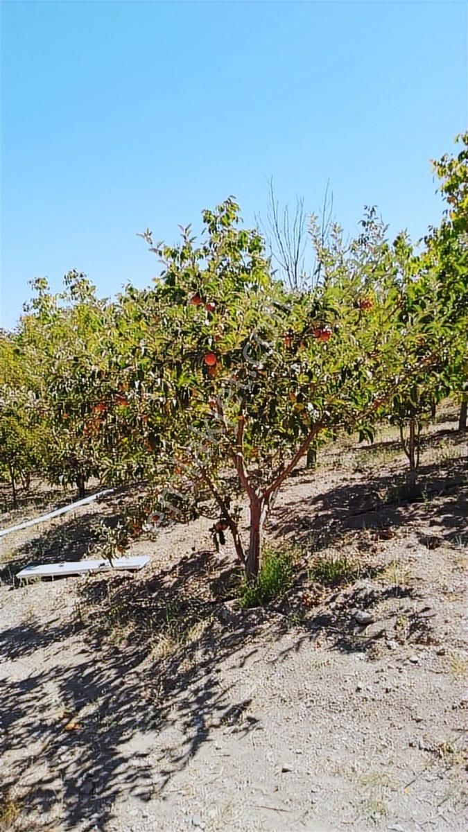 Ulukışla Porsukta Ana Yola Çok Yakın 100m Mesafe - Görsel 6