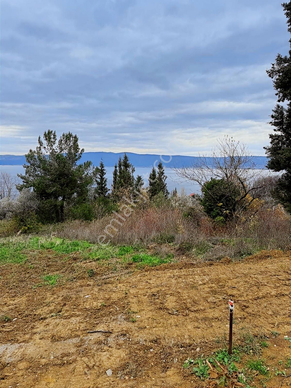 Gölcük A Ulaşlı 431 M2 Satılık Arsa