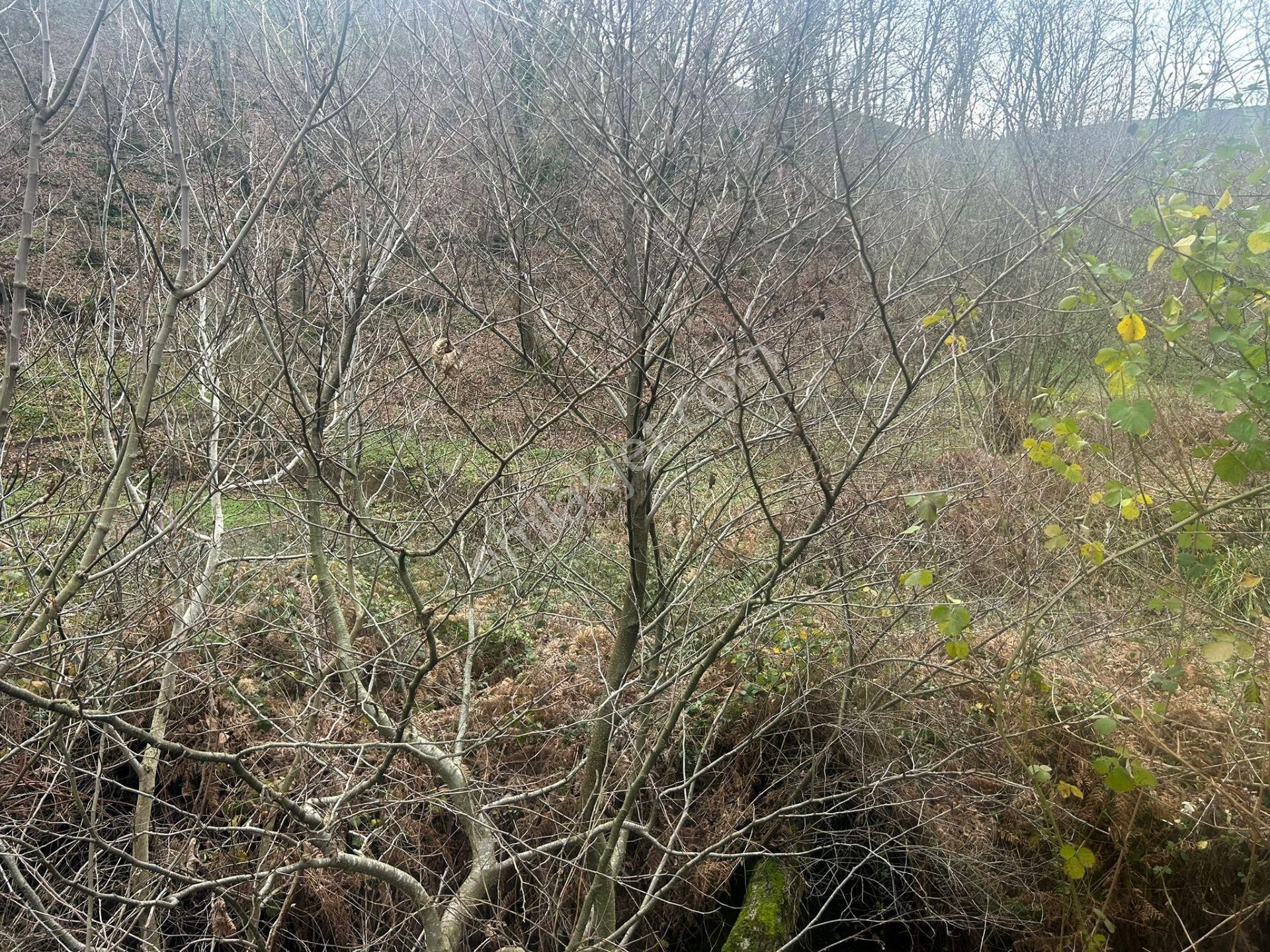 Kocaeli Karamürsel Kızderbent Satılık %5 İmarlı 327 M2 Tarla - Görsel 12