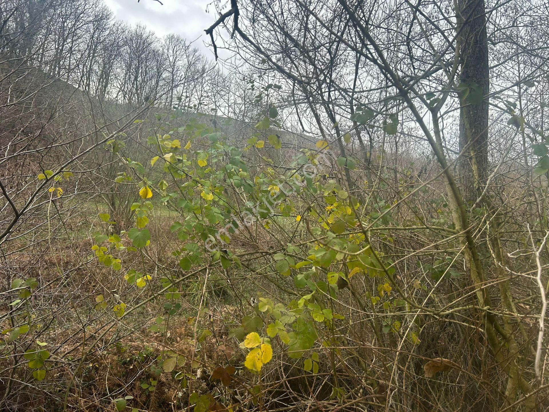 Kocaeli Karamürsel Kızderbent Satılık %5 İmarlı 327 M2 Tarla - Görsel 7