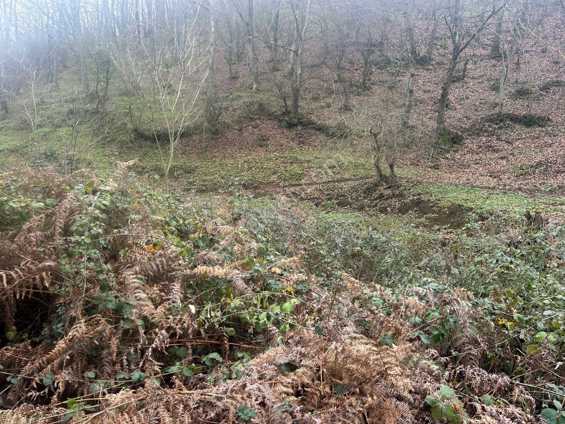 Kocaeli Karamürsel Kızderbent Satılık %5 İmarlı 327 M2 Tarla - Görsel 5