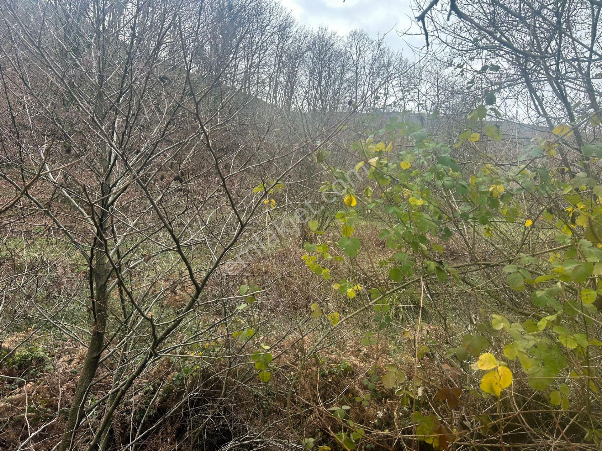 Kocaeli Karamürsel Kızderbent Satılık %5 İmarlı 327 M2 Tarla - Görsel 8