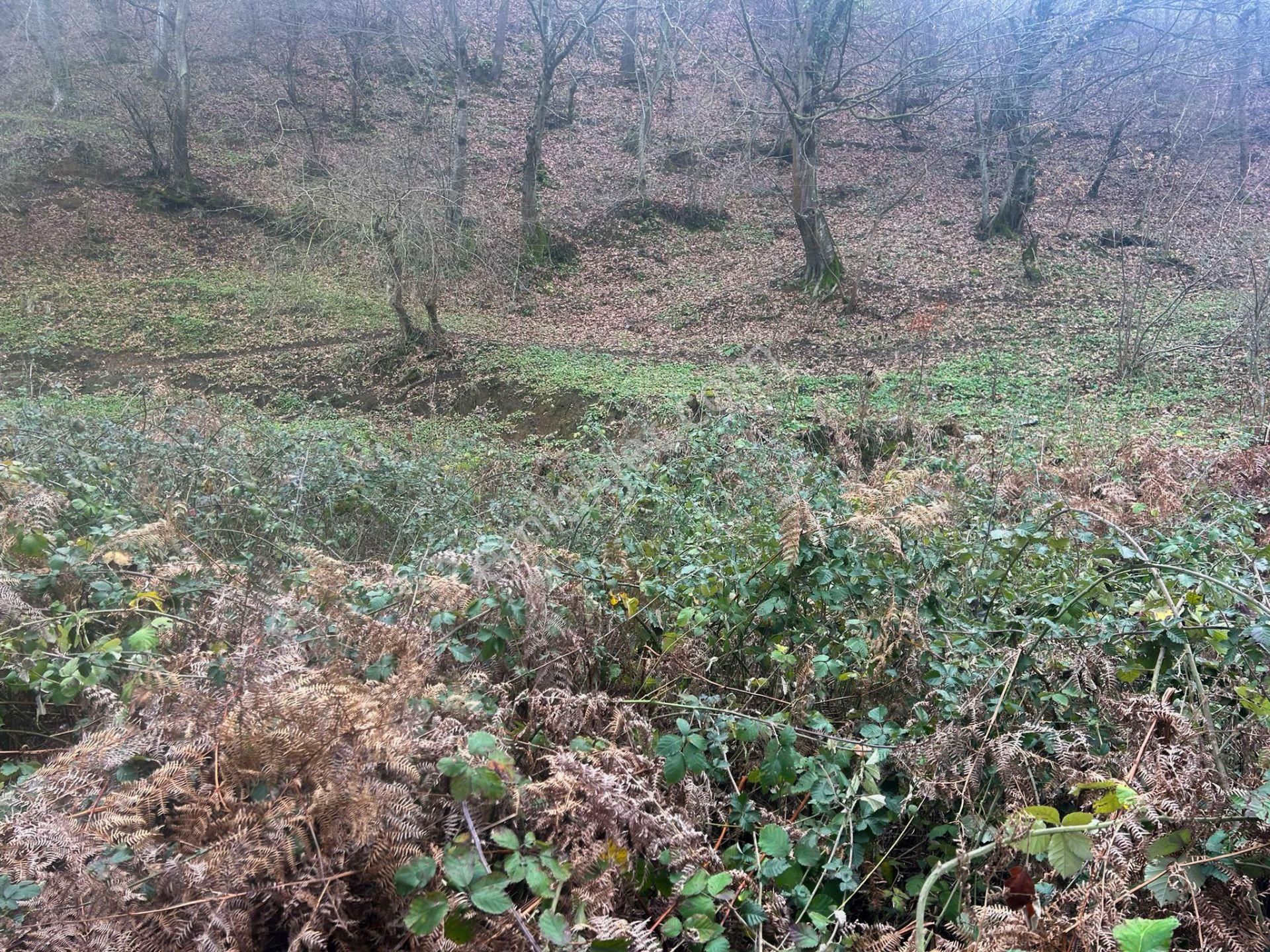 Kocaeli Karamürsel Kızderbent Satılık %5 İmarlı 327 M2 Tarla - Görsel 4