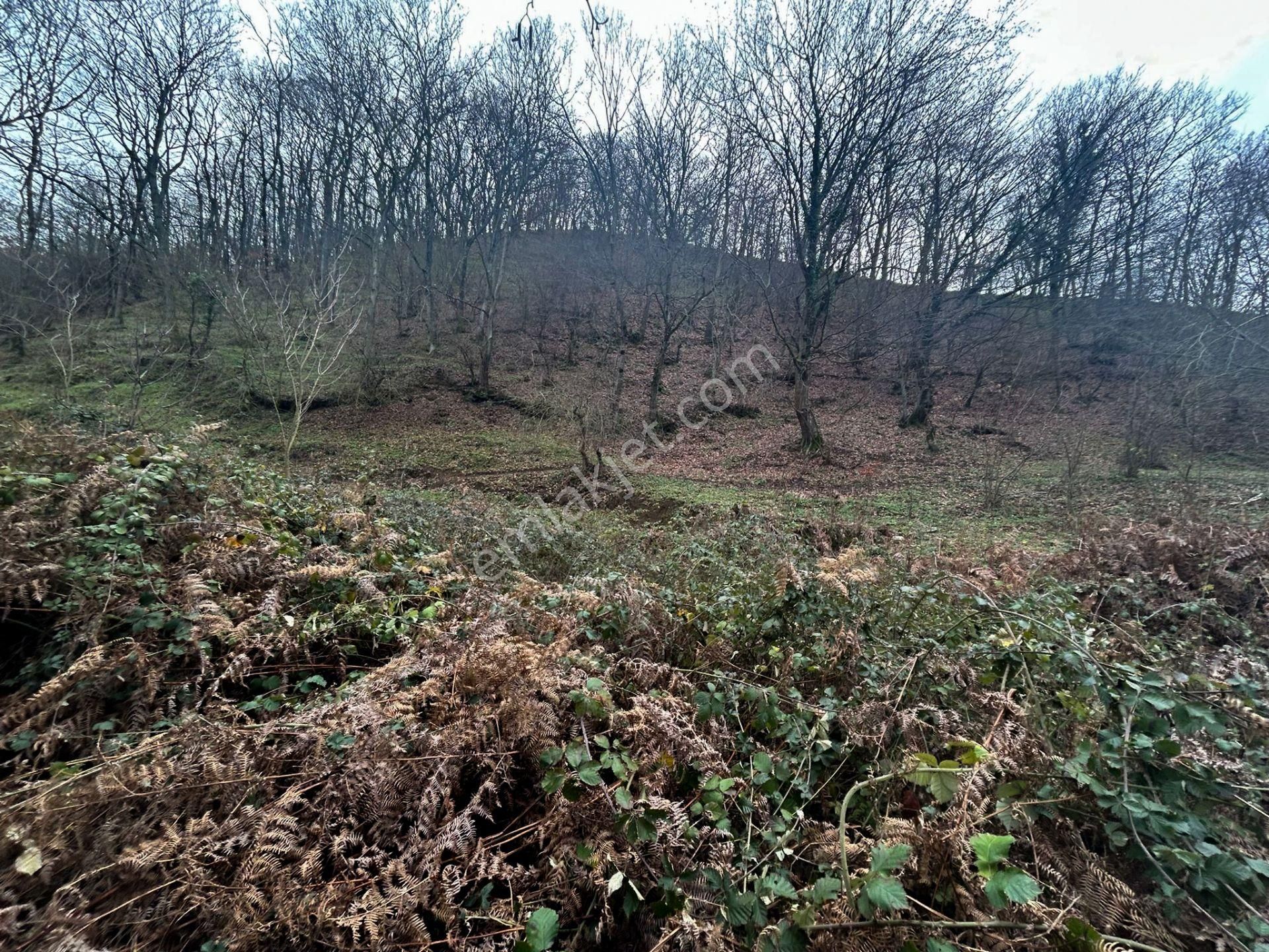 Kocaeli Karamürsel Kızderbent Satılık %5 İmarlı 327 M2 Tarla - Görsel 3