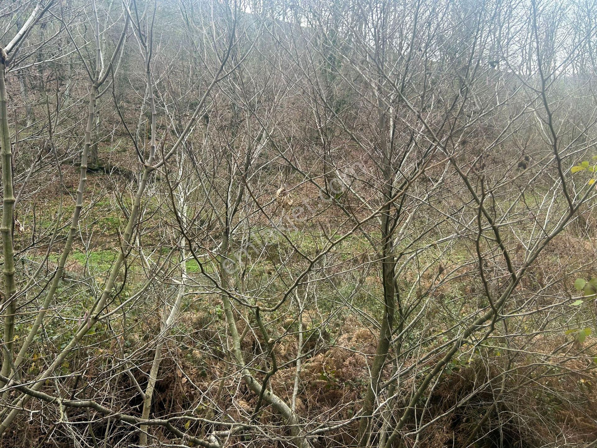 Kocaeli Karamürsel Kızderbent Satılık %5 İmarlı 327 M2 Tarla - Görsel 10