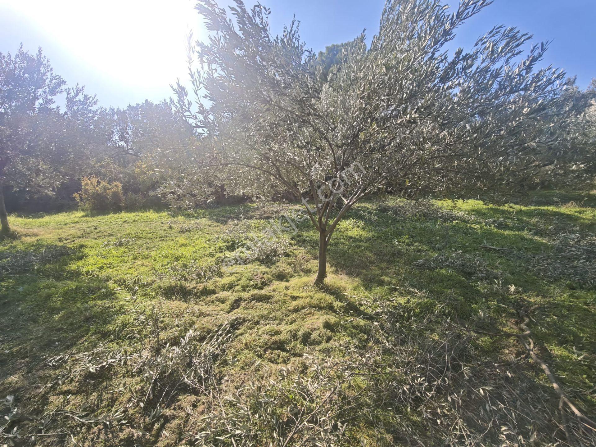 Vizyon Gayrimenkul'den Süleymanlı'da Satılık Zeytinlik - Görsel 2