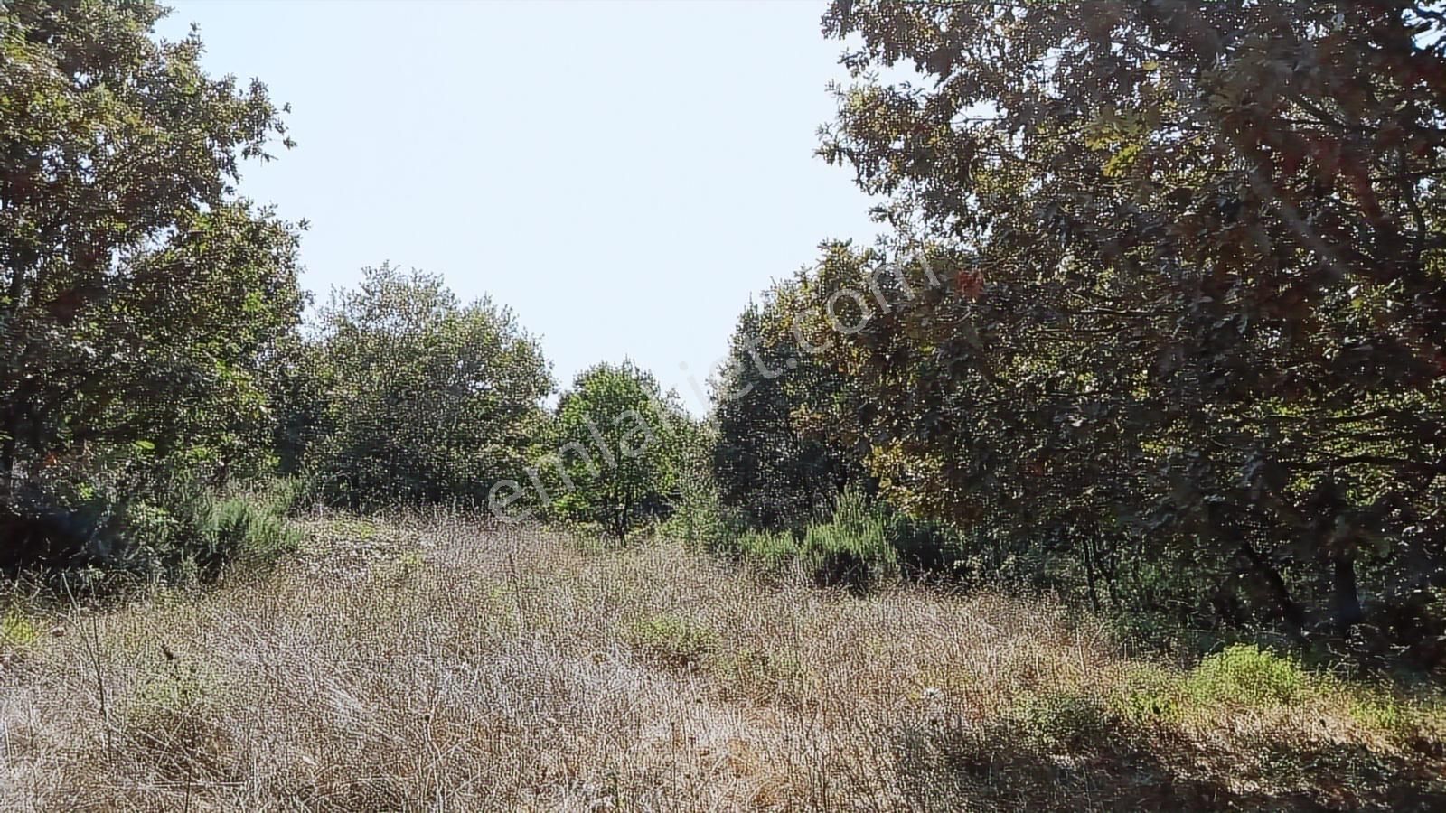 Pendik Kurnaköy Rezerv Alan Da Tek Parsel - Görsel 3