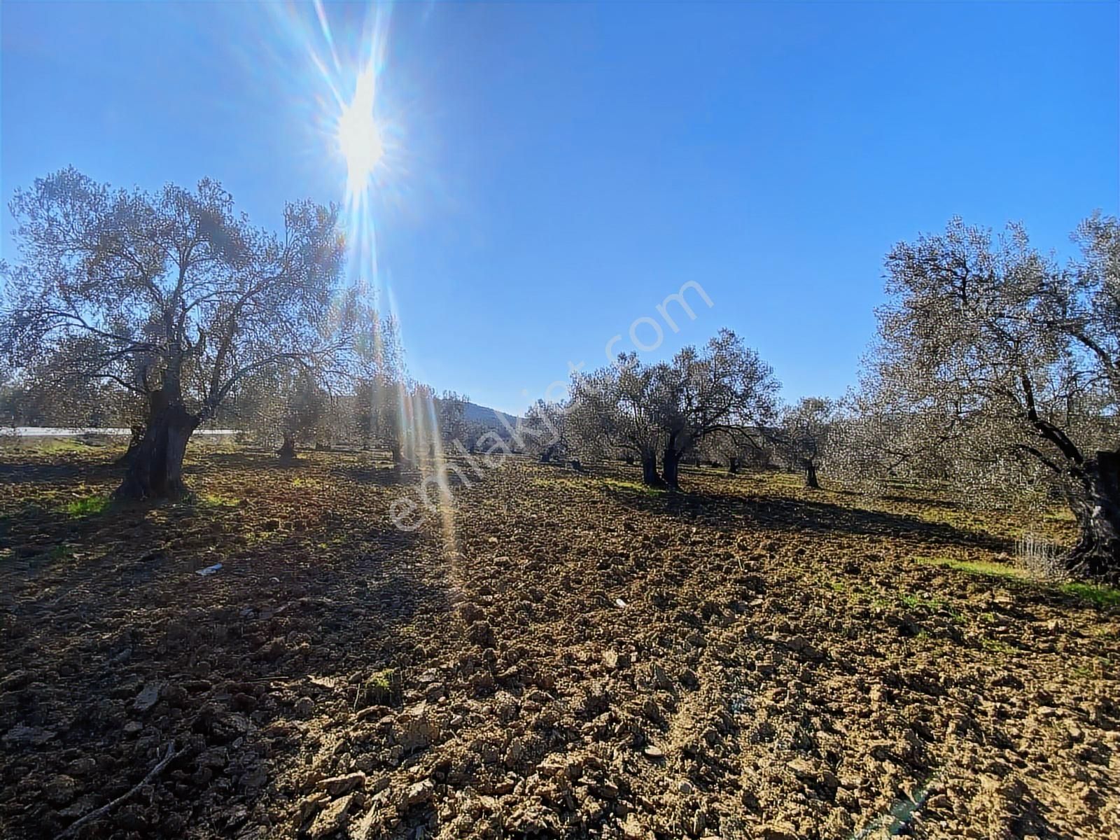 Borsem'den Gömeç Keremköy Kozak Yolu Üzeri 17.400 M2 Zeytinlik - Görsel 4