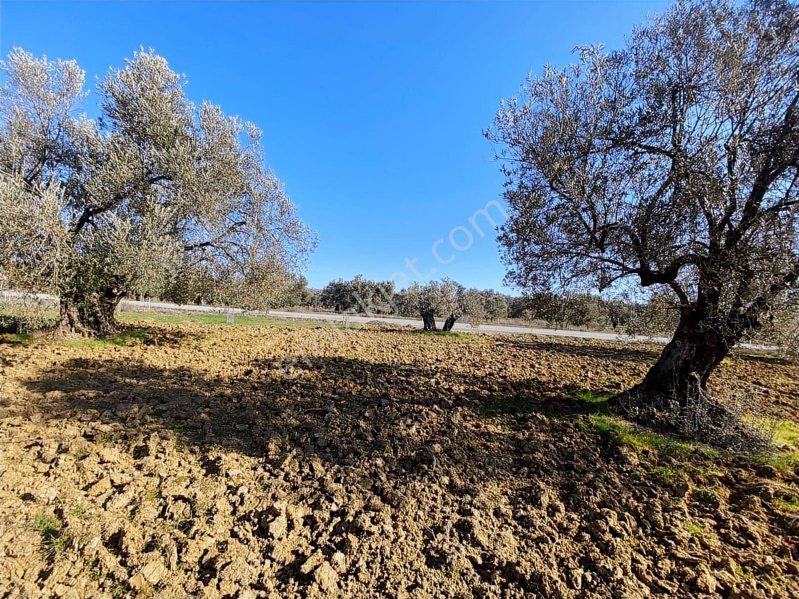 Borsem'den Gömeç Keremköy Kozak Yolu Üzeri 17.400 M2 Zeytinlik - Görsel 7