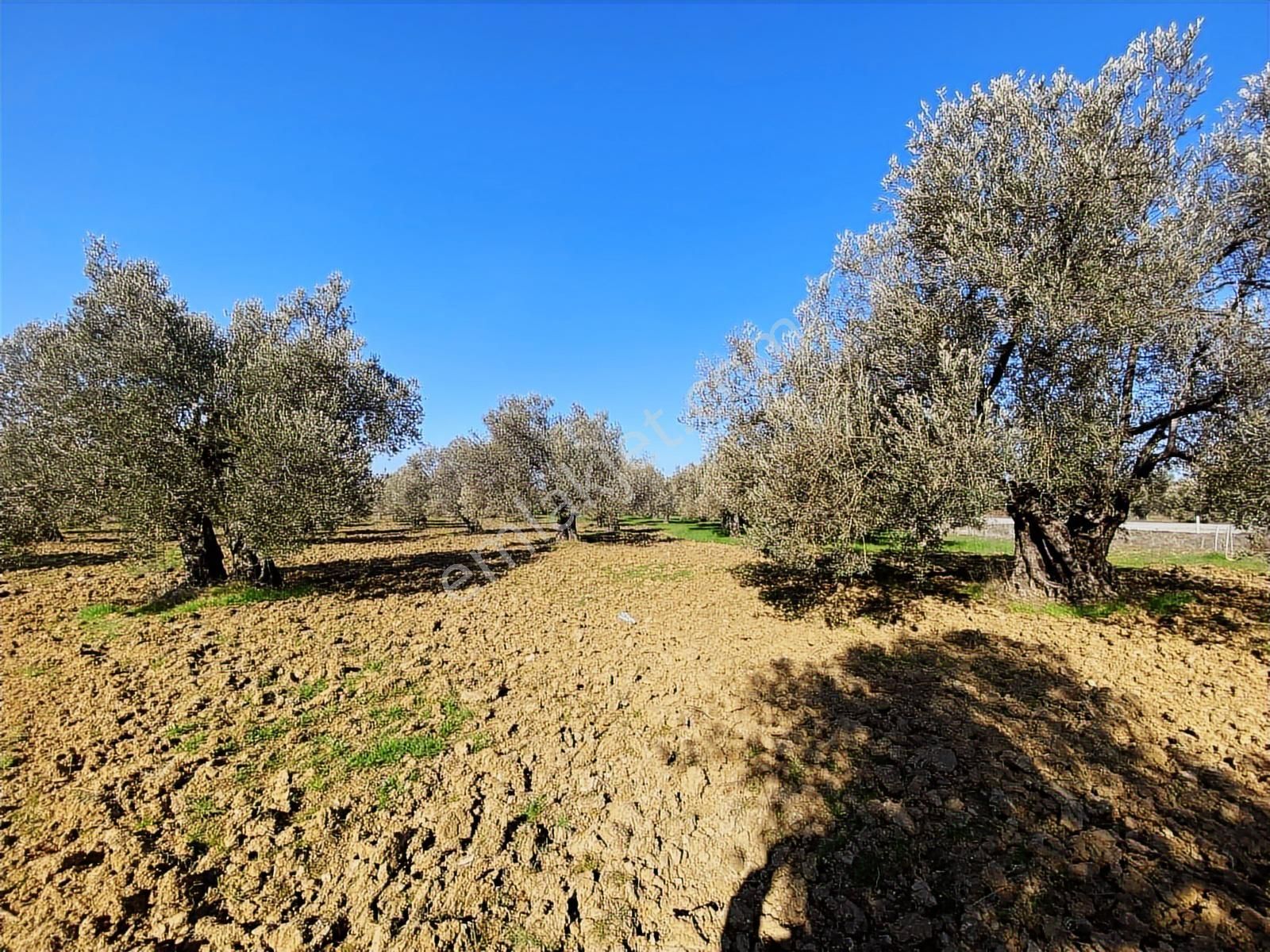 Borsem'den Gömeç Keremköy Kozak Yolu Üzeri 17.400 M2 Zeytinlik - Görsel 8