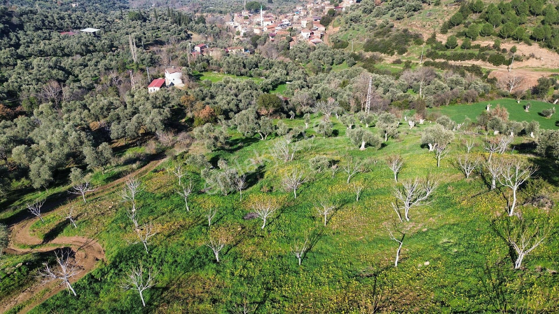İzmir Tire Sb Emlak'tan Dereli Mahallesi’nde Satılık İncirlik - Görsel 3