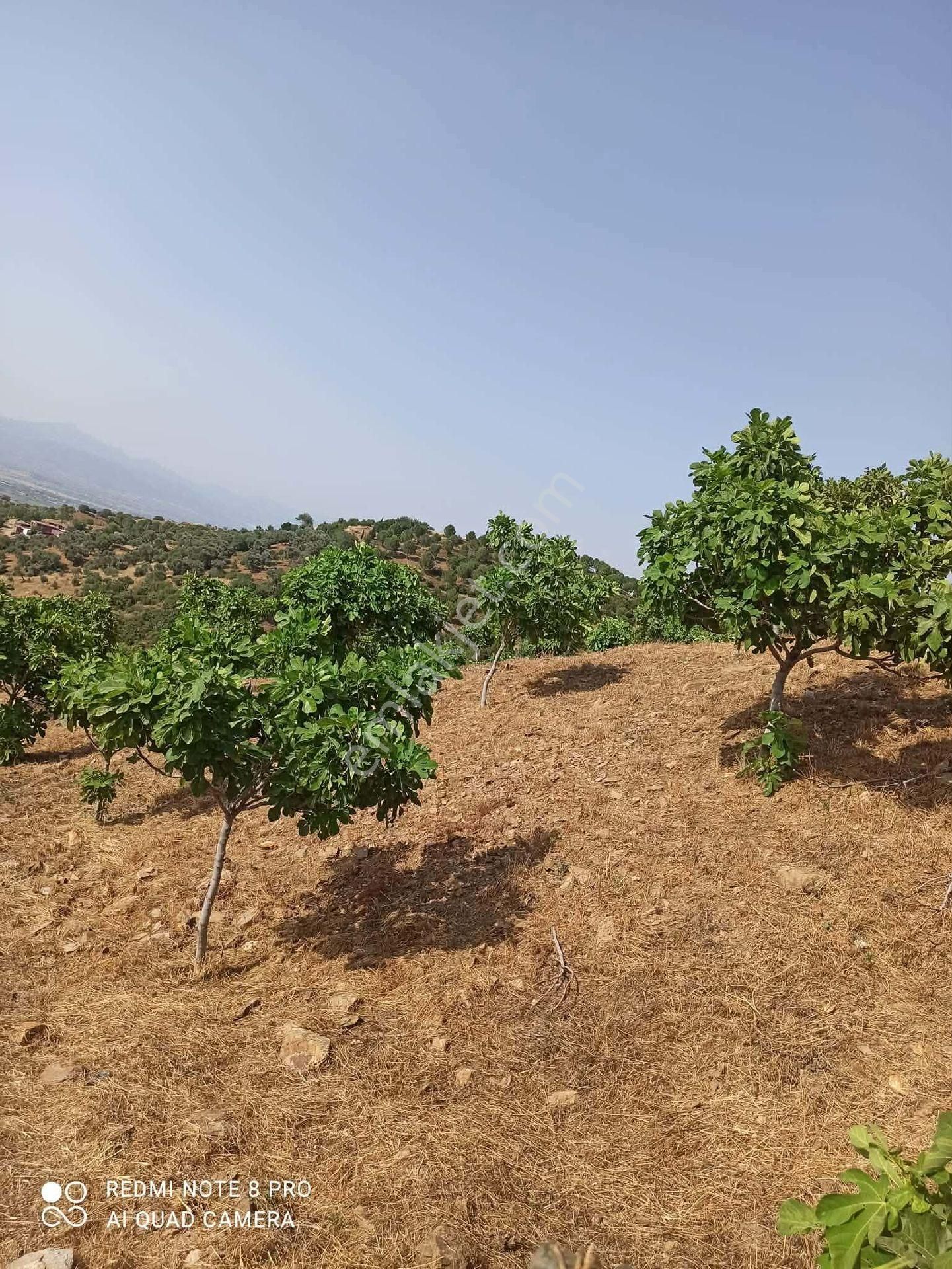 İzmir Tire Sb Emlak'tan Dereli Mahallesi’nde Satılık İncirlik - Görsel 9