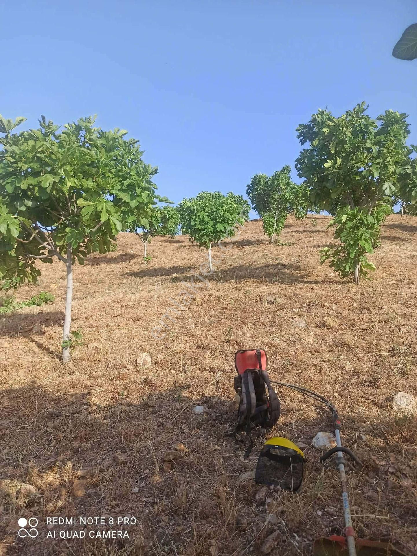 İzmir Tire Sb Emlak'tan Dereli Mahallesi’nde Satılık İncirlik - Görsel 8