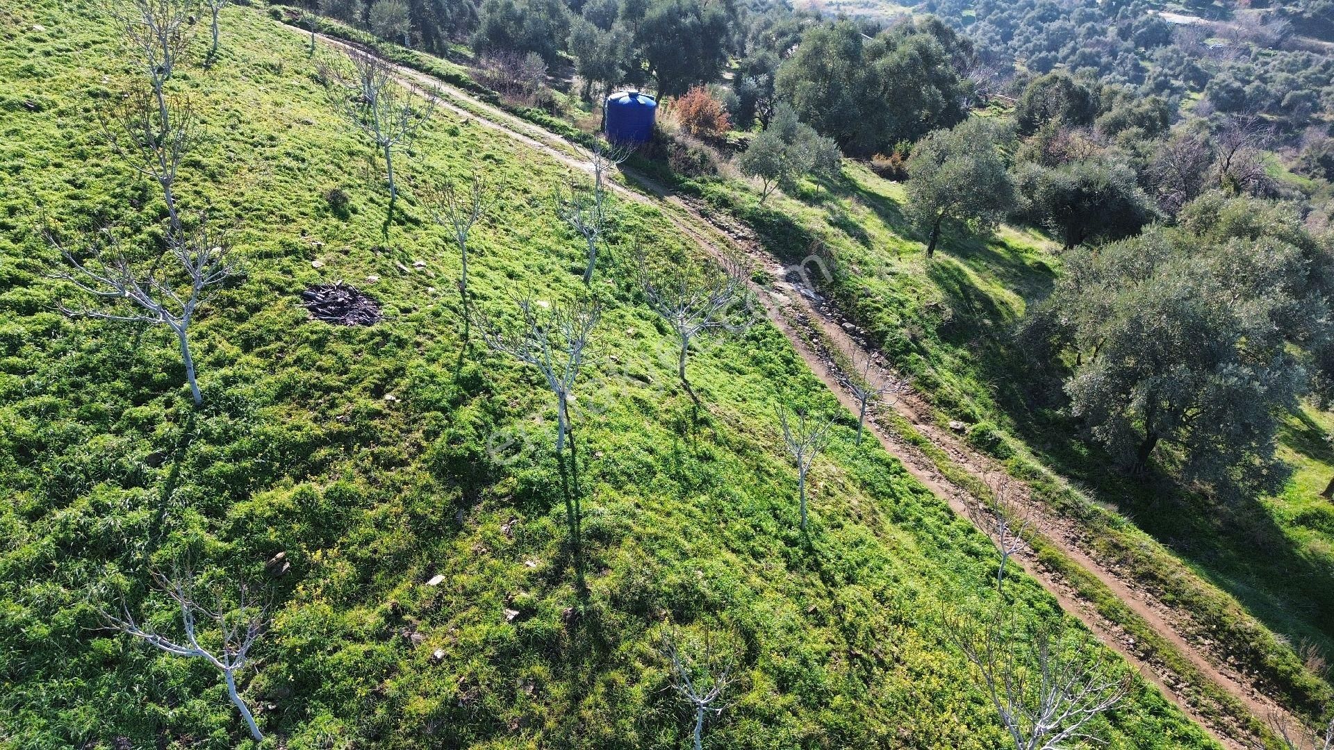 İzmir Tire Sb Emlak'tan Dereli Mahallesi’nde Satılık İncirlik - Görsel 2