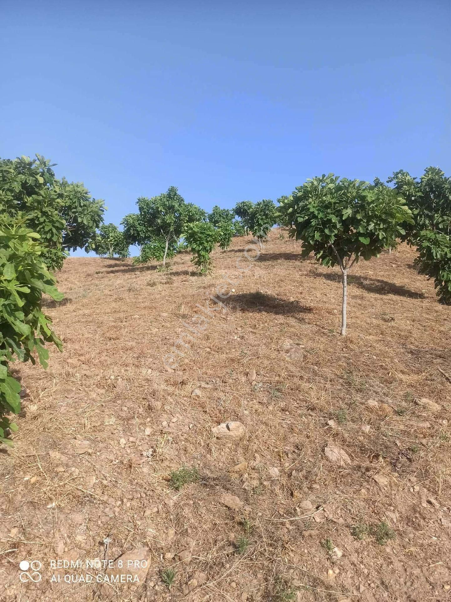 İzmir Tire Sb Emlak'tan Dereli Mahallesi’nde Satılık İncirlik - Görsel 7