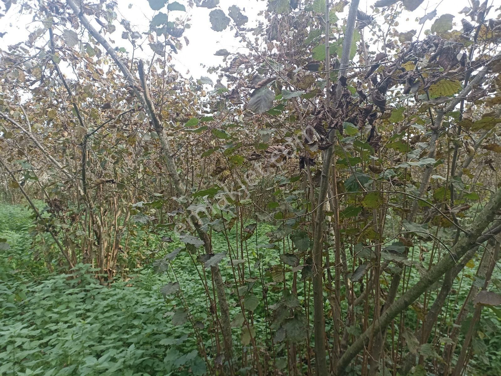 Müstakil Tapulu, Sakarlı Merkez - Görsel 3