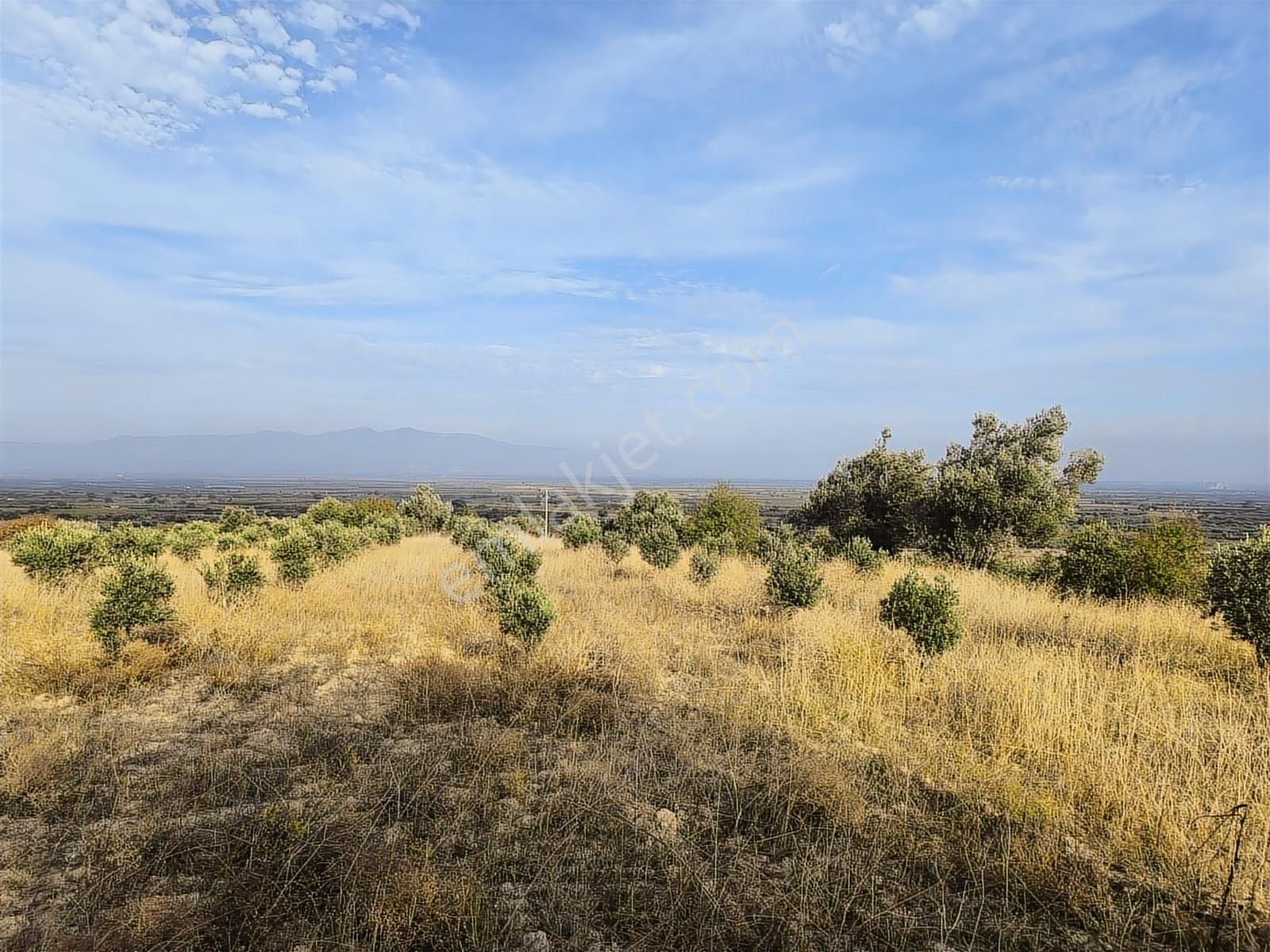 Manisa Şehzadeler Karaoğlanlıda Köye Yakin 7.200m2 Zeytinlik - Görsel 5