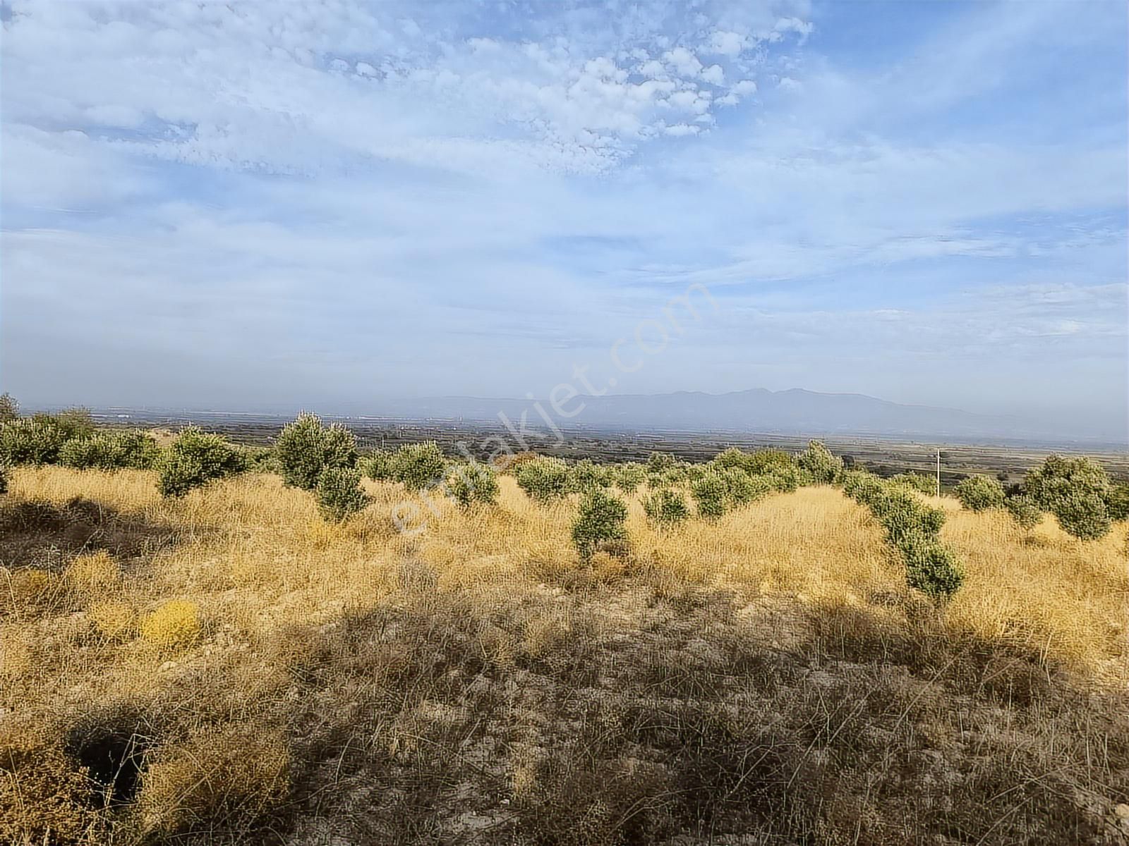 Manisa Şehzadeler Karaoğlanlıda Köye Yakin 7.200m2 Zeytinlik - Görsel 2