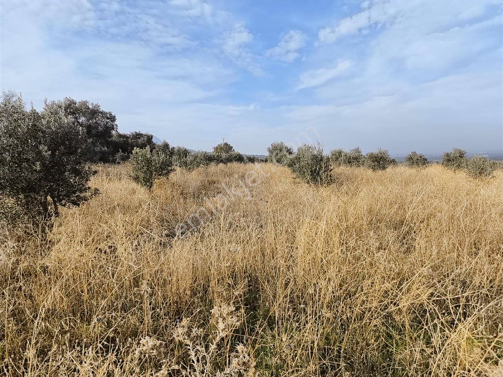 Manisa Şehzadeler Karaoğlanlıda Köye Yakin 7.200m2 Zeytinlik - Görsel 10