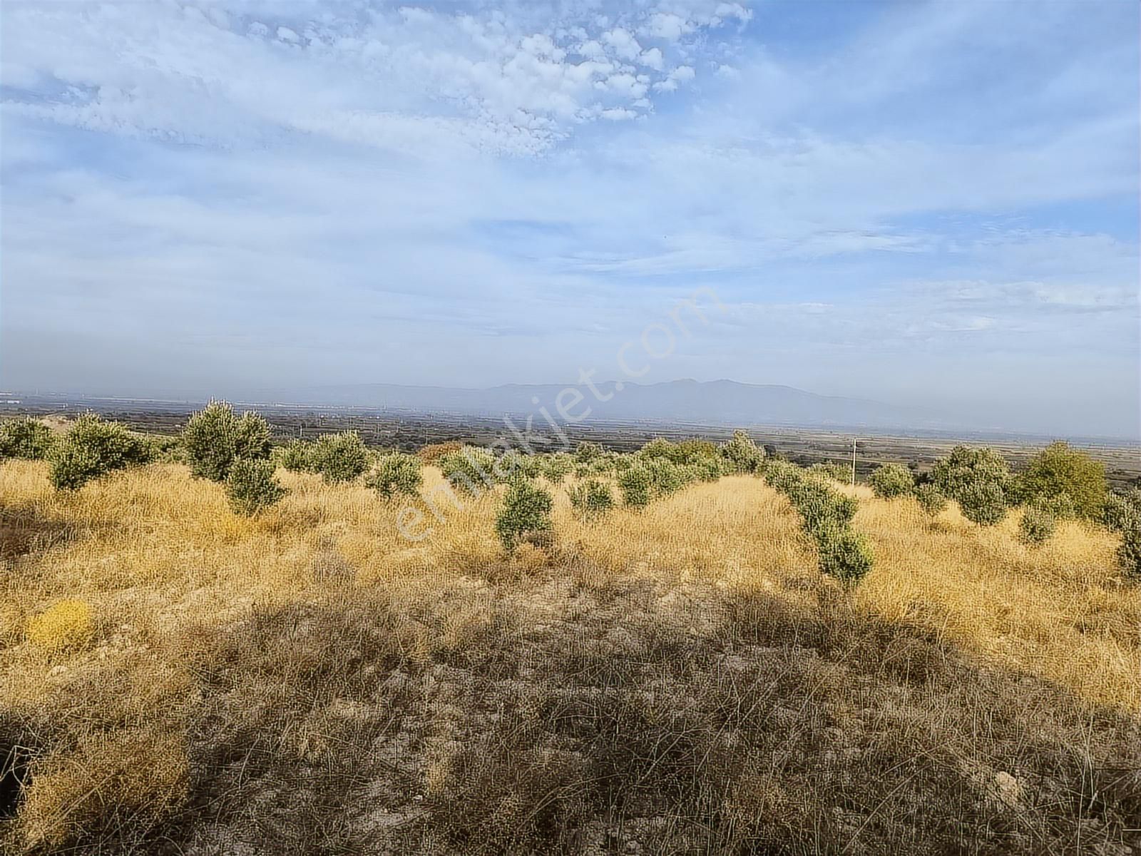 Manisa Şehzadeler Karaoğlanlıda Köye Yakin 7.200m2 Zeytinlik - Görsel 23
