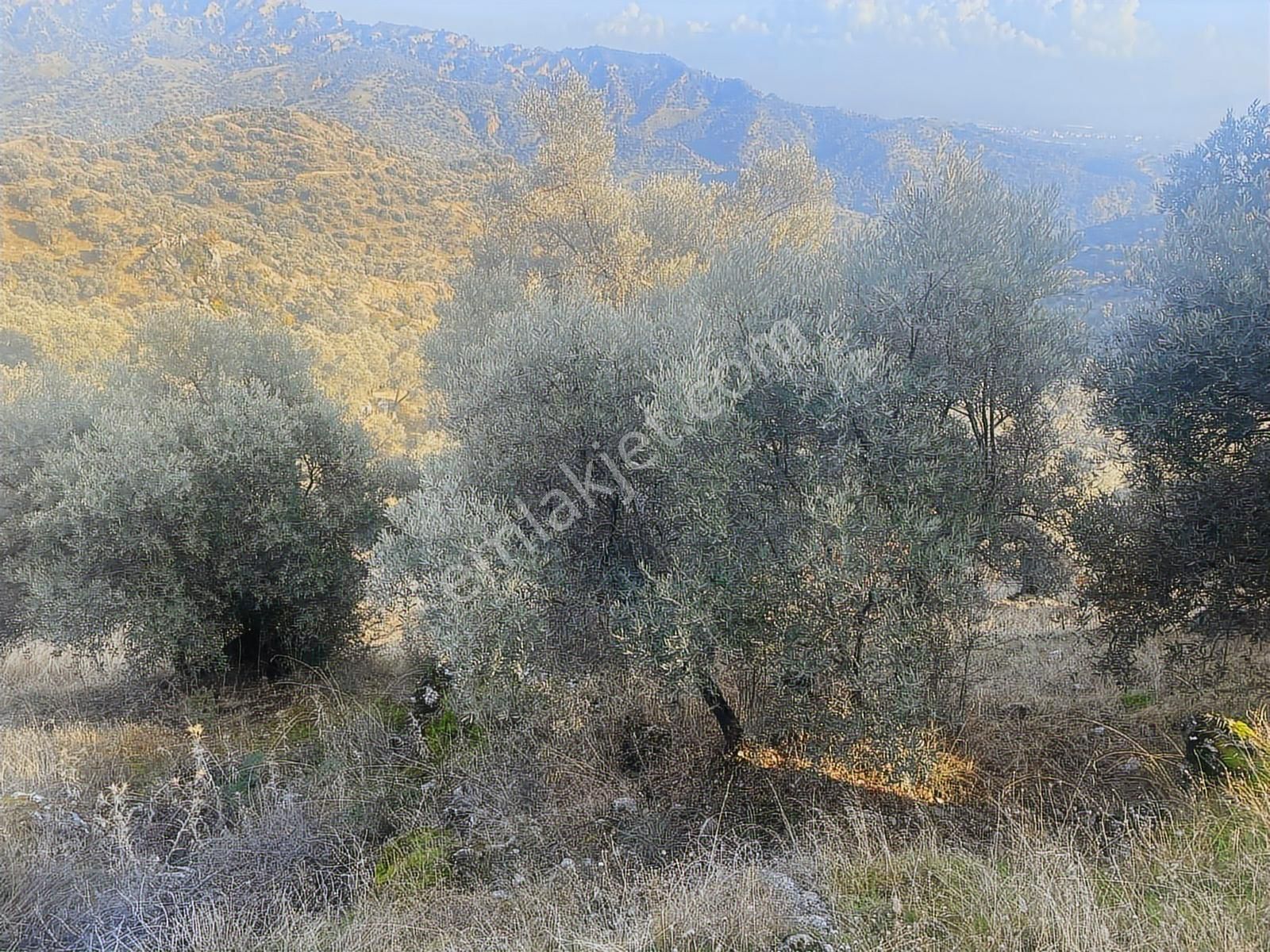 Şentürk Gayrimenkul | Sultanhisar Kavaklı'da 3685 M² Zeytinlik - Görsel 14