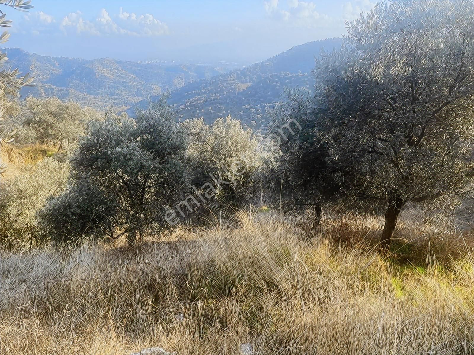 Şentürk Gayrimenkul | Sultanhisar Kavaklı'da 3685 M² Zeytinlik - Görsel 18
