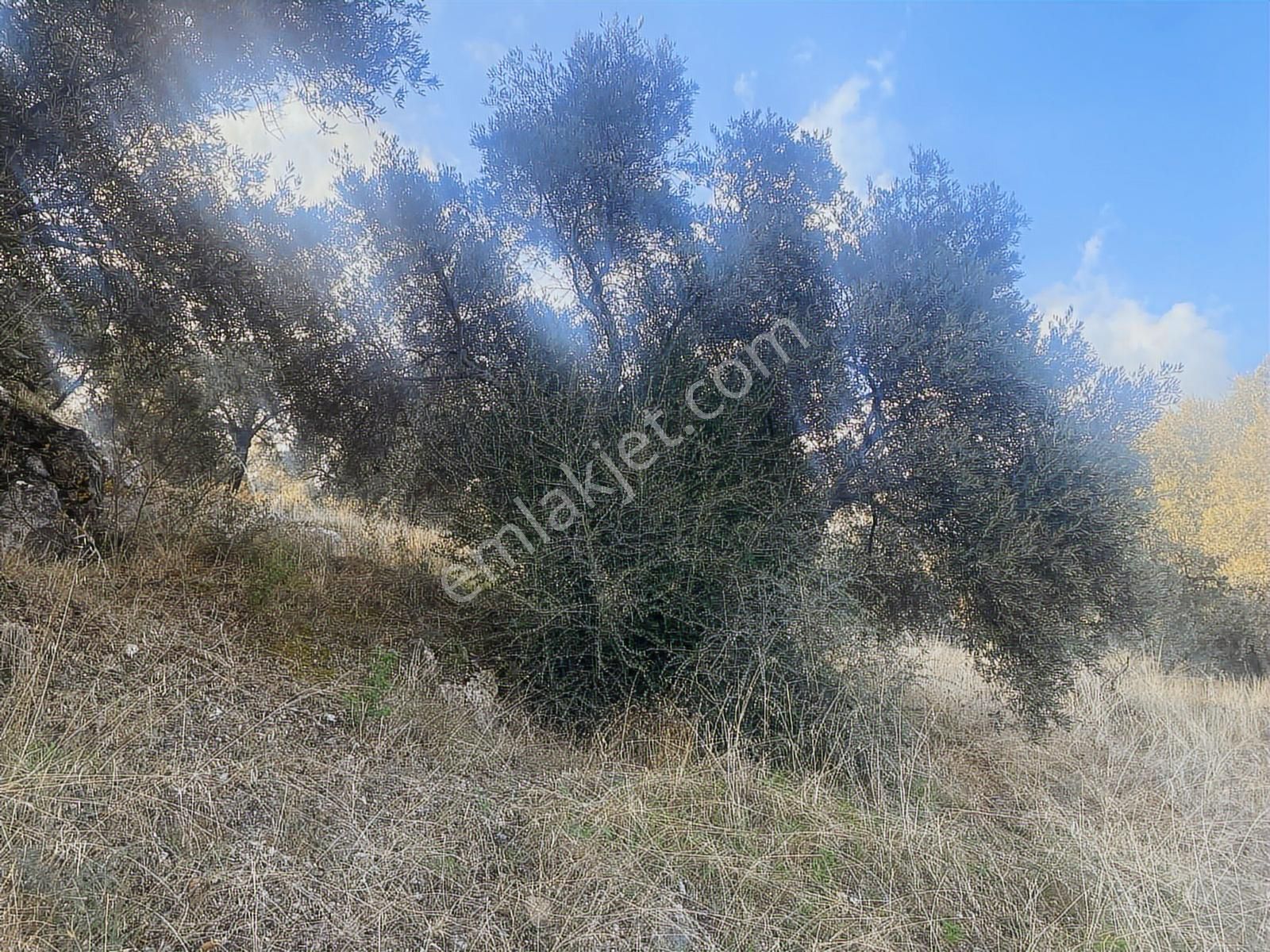 Şentürk Gayrimenkul | Sultanhisar Kavaklı'da 3685 M² Zeytinlik - Görsel 34