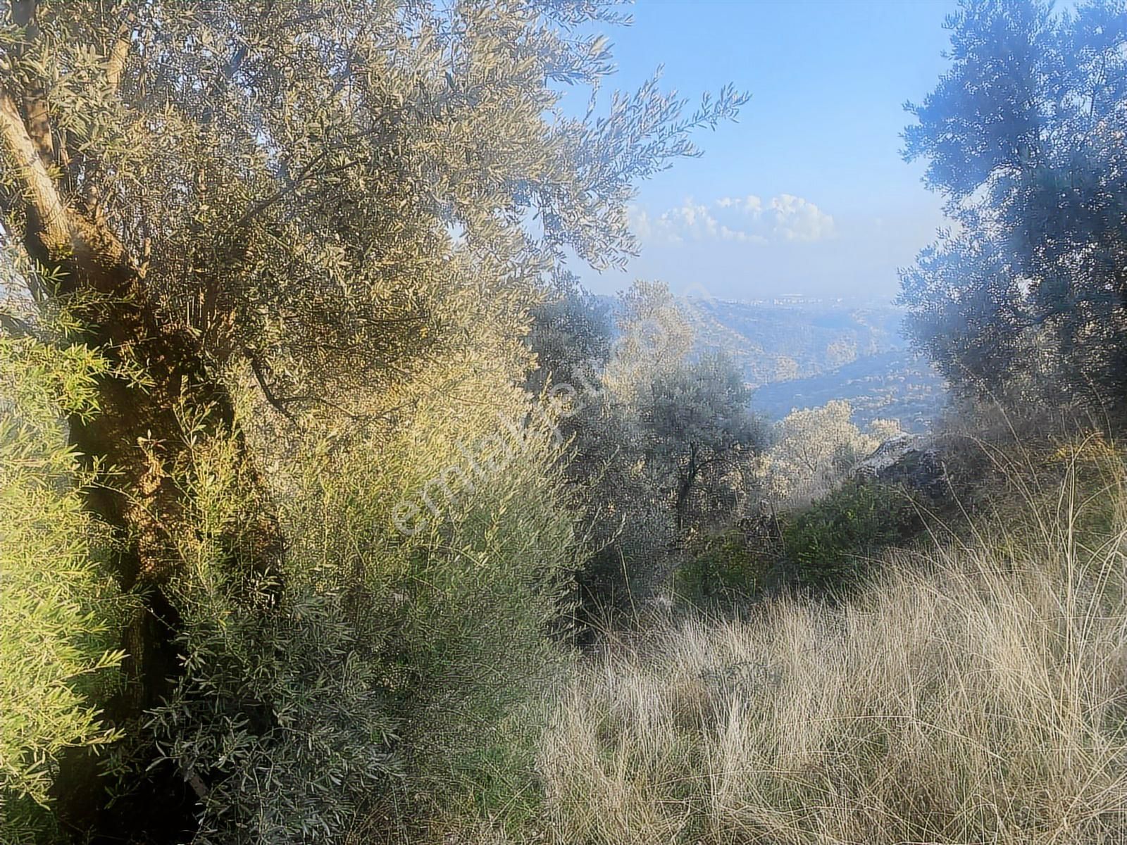 Şentürk Gayrimenkul | Sultanhisar Kavaklı'da 3685 M² Zeytinlik - Görsel 25