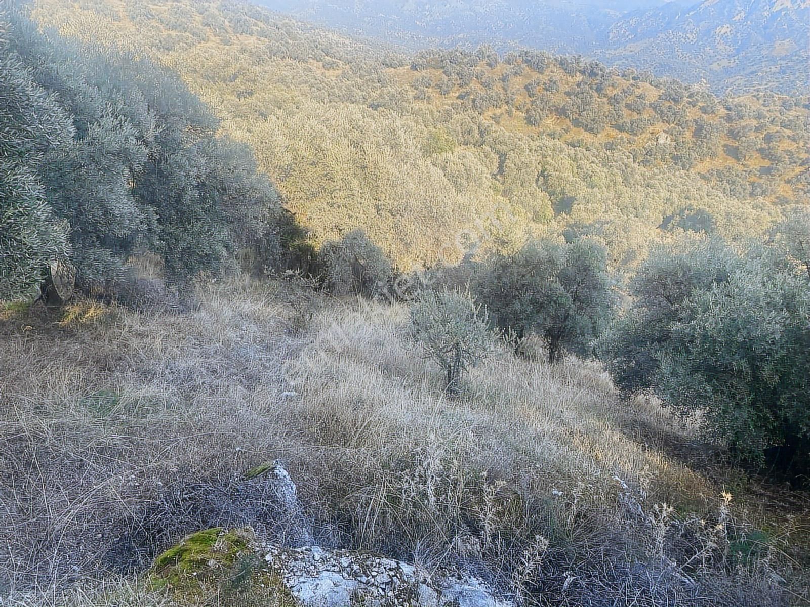 Şentürk Gayrimenkul | Sultanhisar Kavaklı'da 3685 M² Zeytinlik - Görsel 35