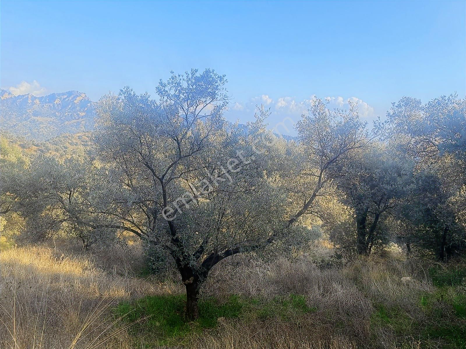 Şentürk Gayrimenkul | Sultanhisar Kavaklı'da 3685 M² Zeytinlik - Görsel 27