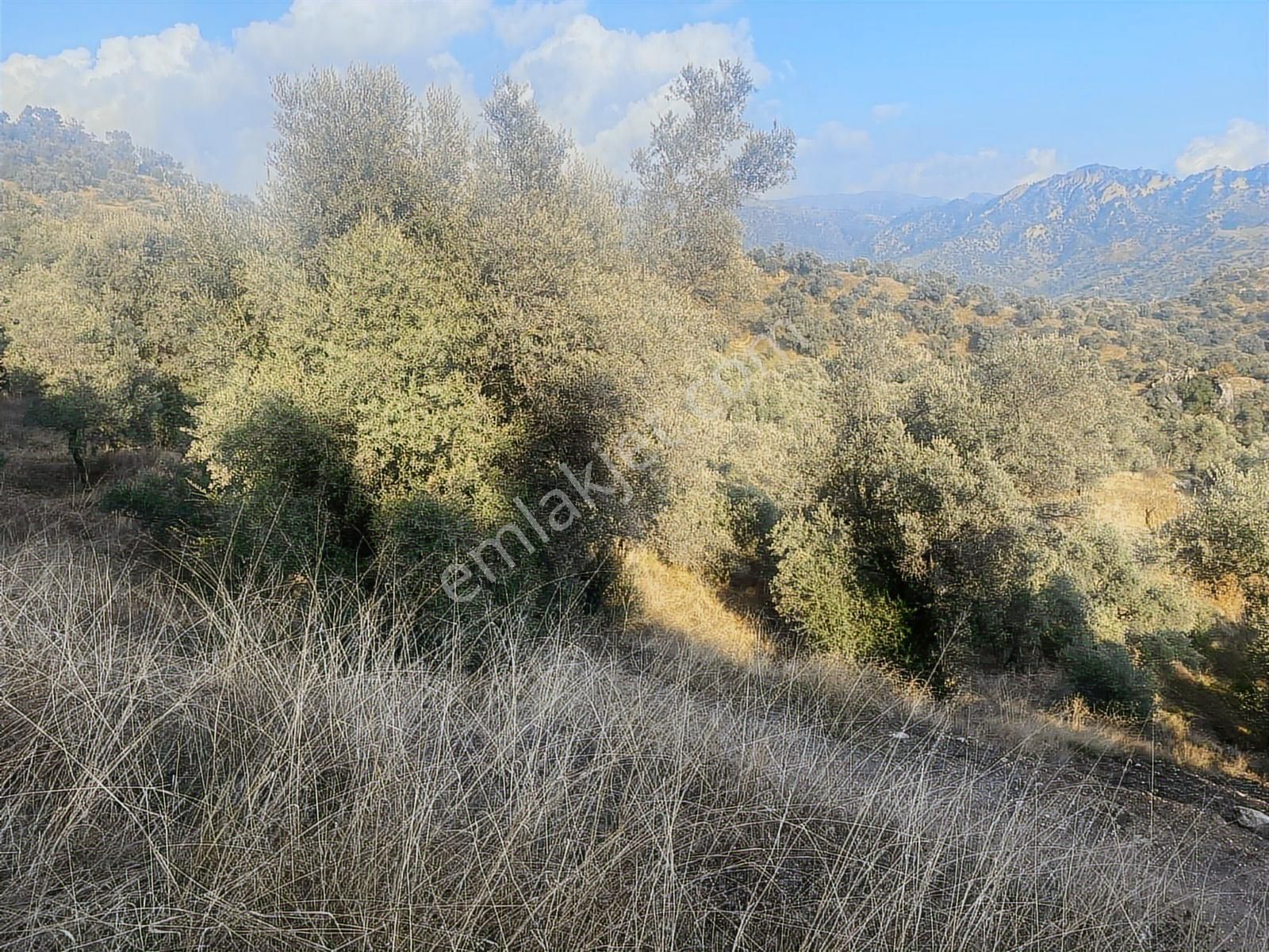 Şentürk Gayrimenkul | Sultanhisar Kavaklı'da 3685 M² Zeytinlik - Görsel 8