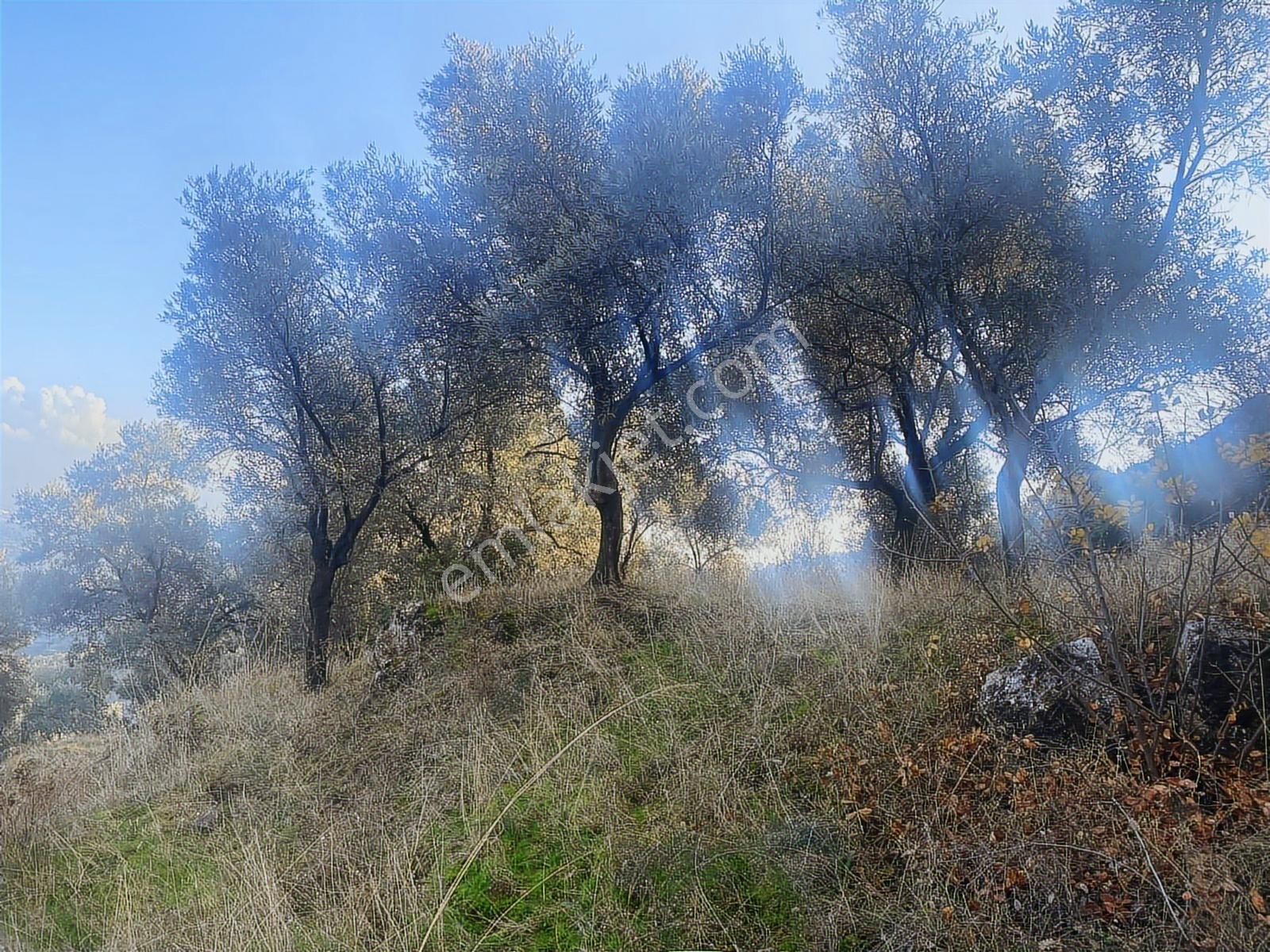 Şentürk Gayrimenkul | Sultanhisar Kavaklı'da 3685 M² Zeytinlik - Görsel 32