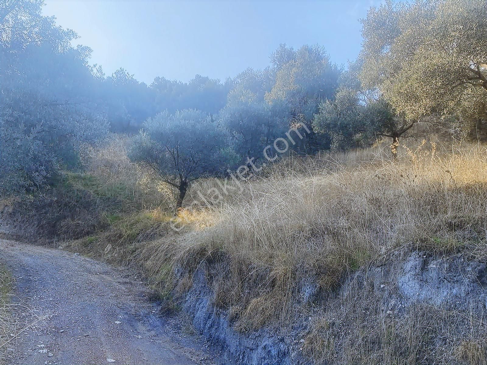 Şentürk Gayrimenkul | Sultanhisar Kavaklı'da 3685 M² Zeytinlik - Görsel 17