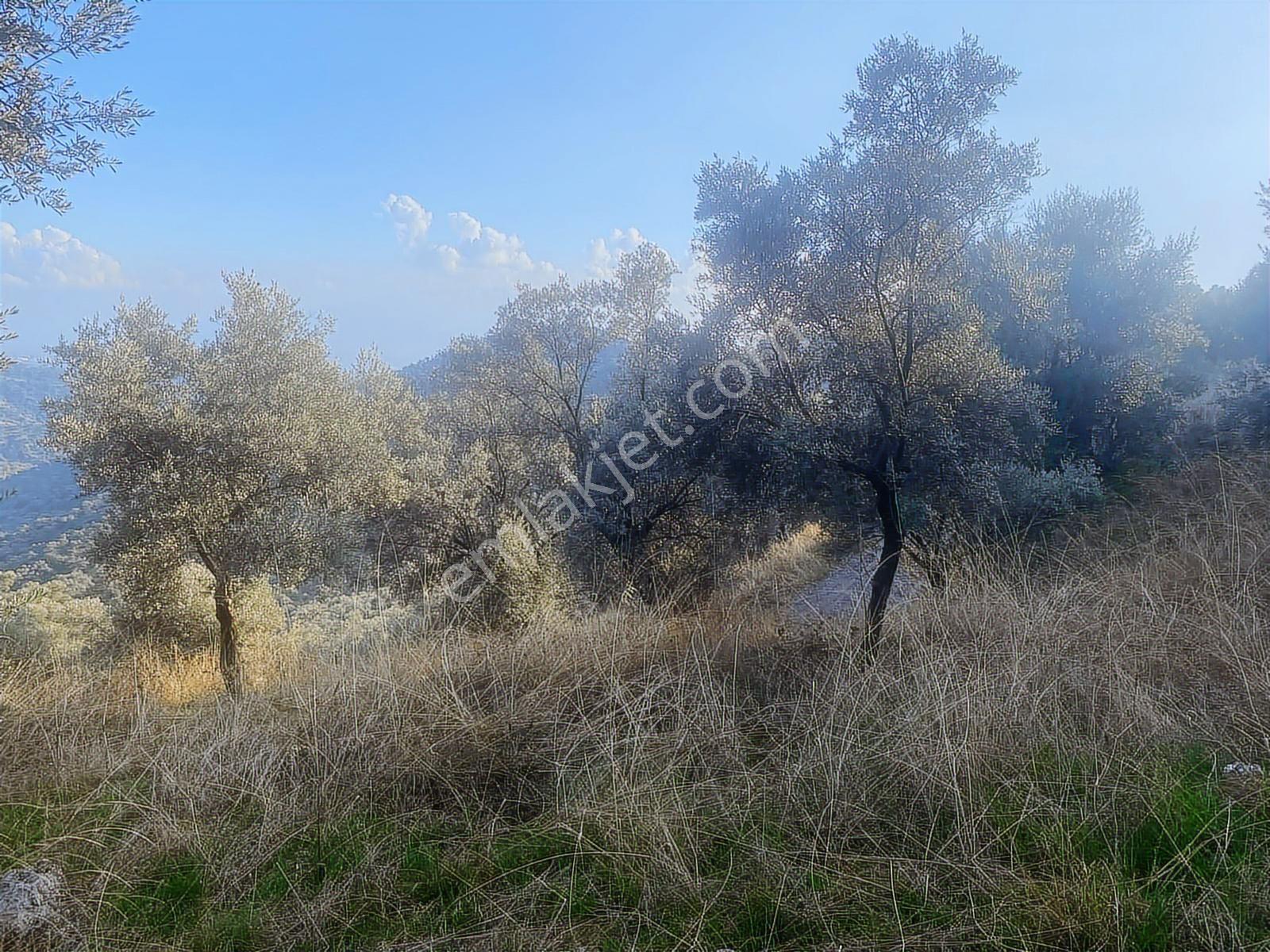 Şentürk Gayrimenkul | Sultanhisar Kavaklı'da 3685 M² Zeytinlik